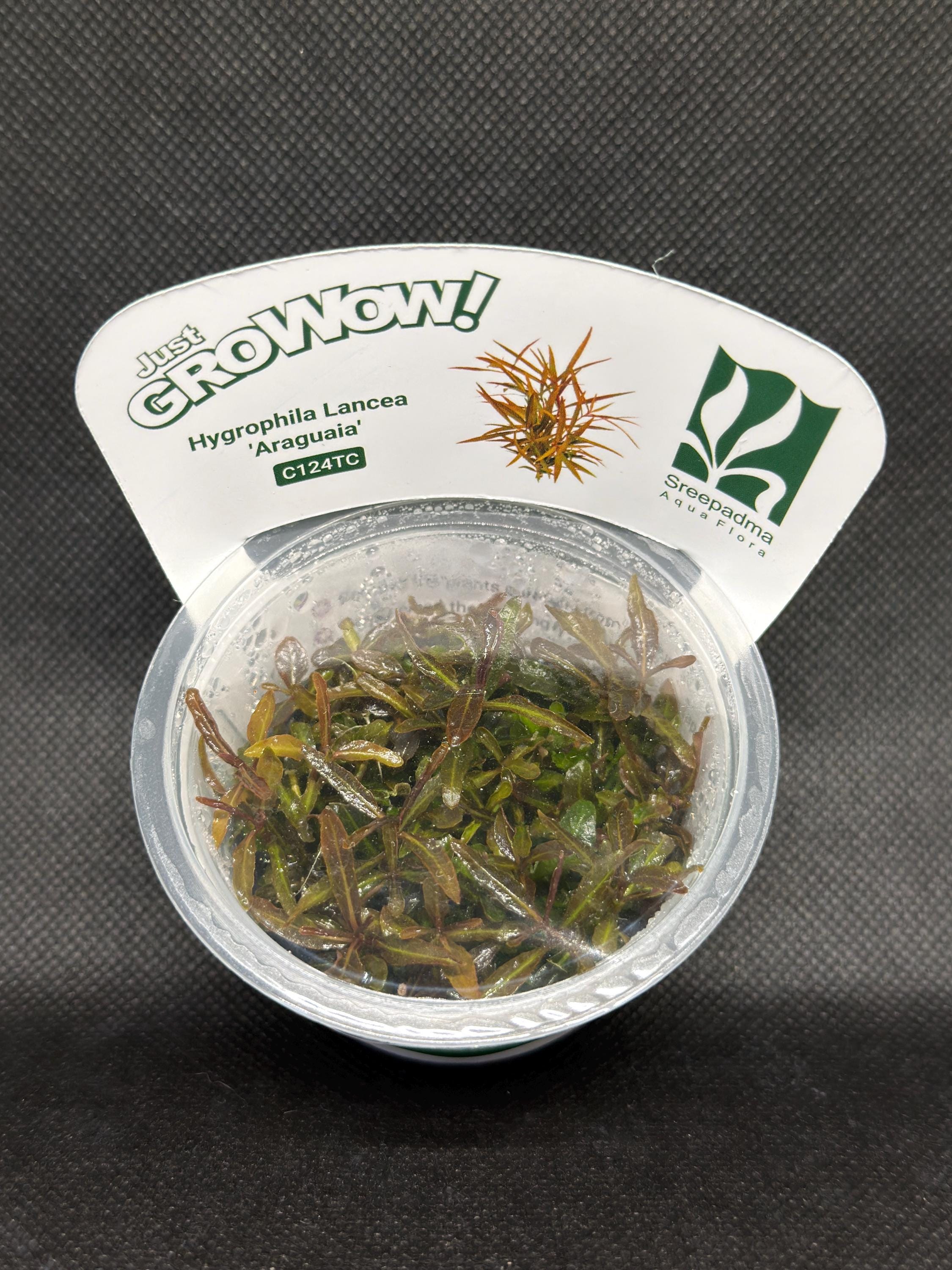 Hygrophila lancea 'Araguaia' – Tissue Culture Aquarium Plant | Midground | Live Aquascape Cup | MoarPlants