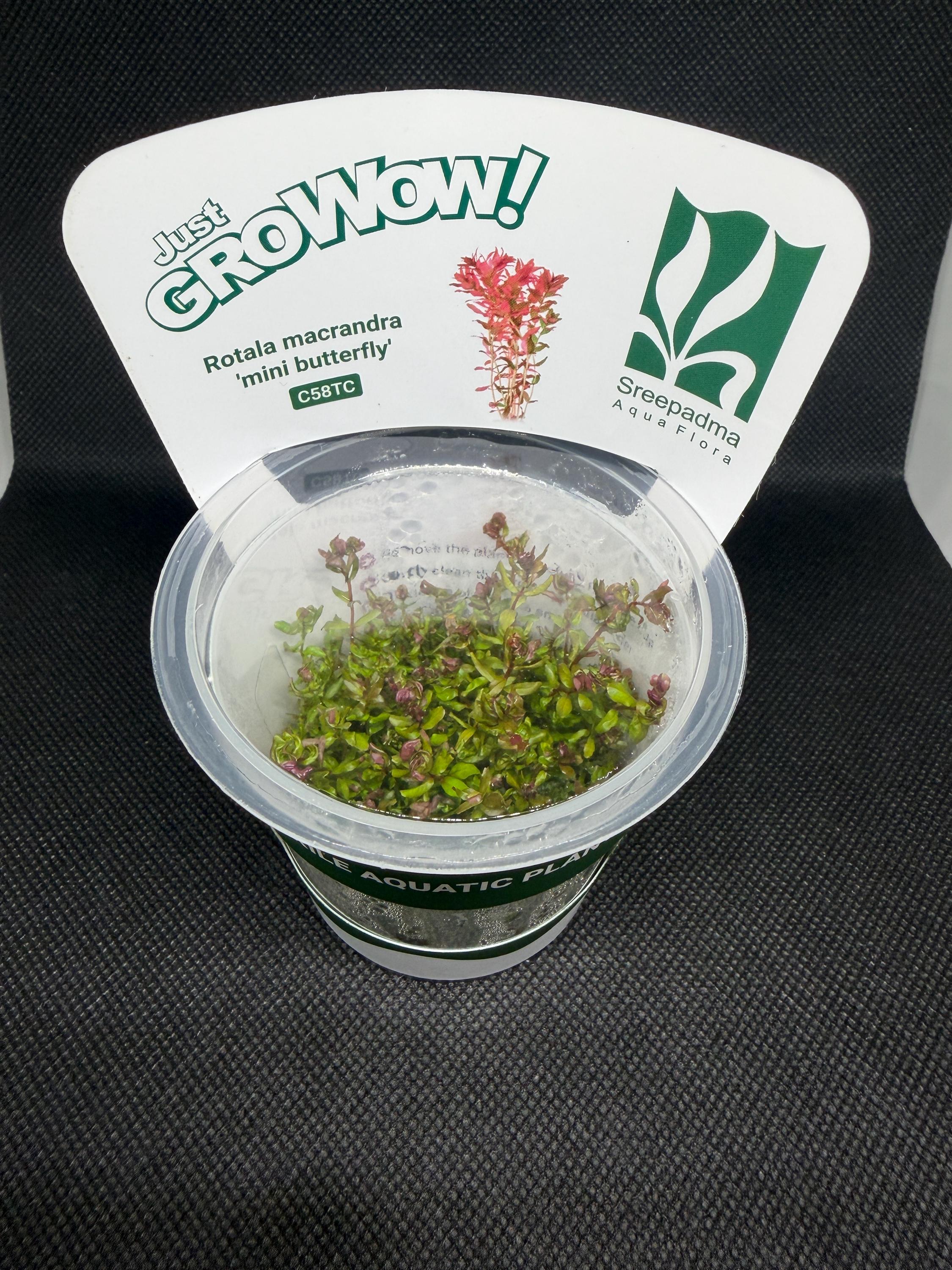 Rotala macrandra 'Mini butterfly' – Tissue Culture Aquarium Plant | Background (stem) | Live Aquascape Cup | MoarPlants