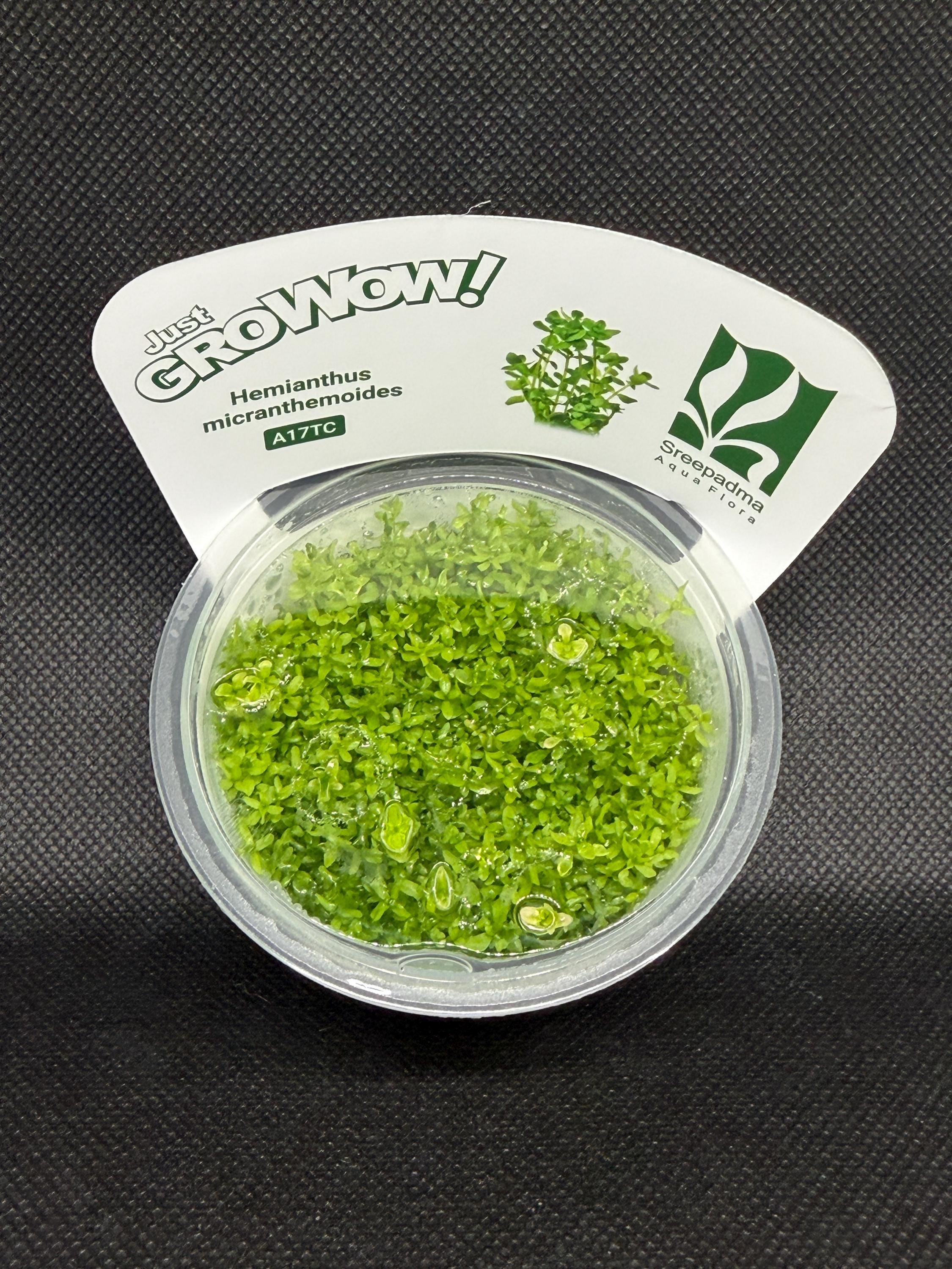 Micranthemum micranthemoides (Hemianthus micranthemoides) – Tissue Culture Aquarium Plant | Foreground | Live Aquascape Cup | MoarPlants