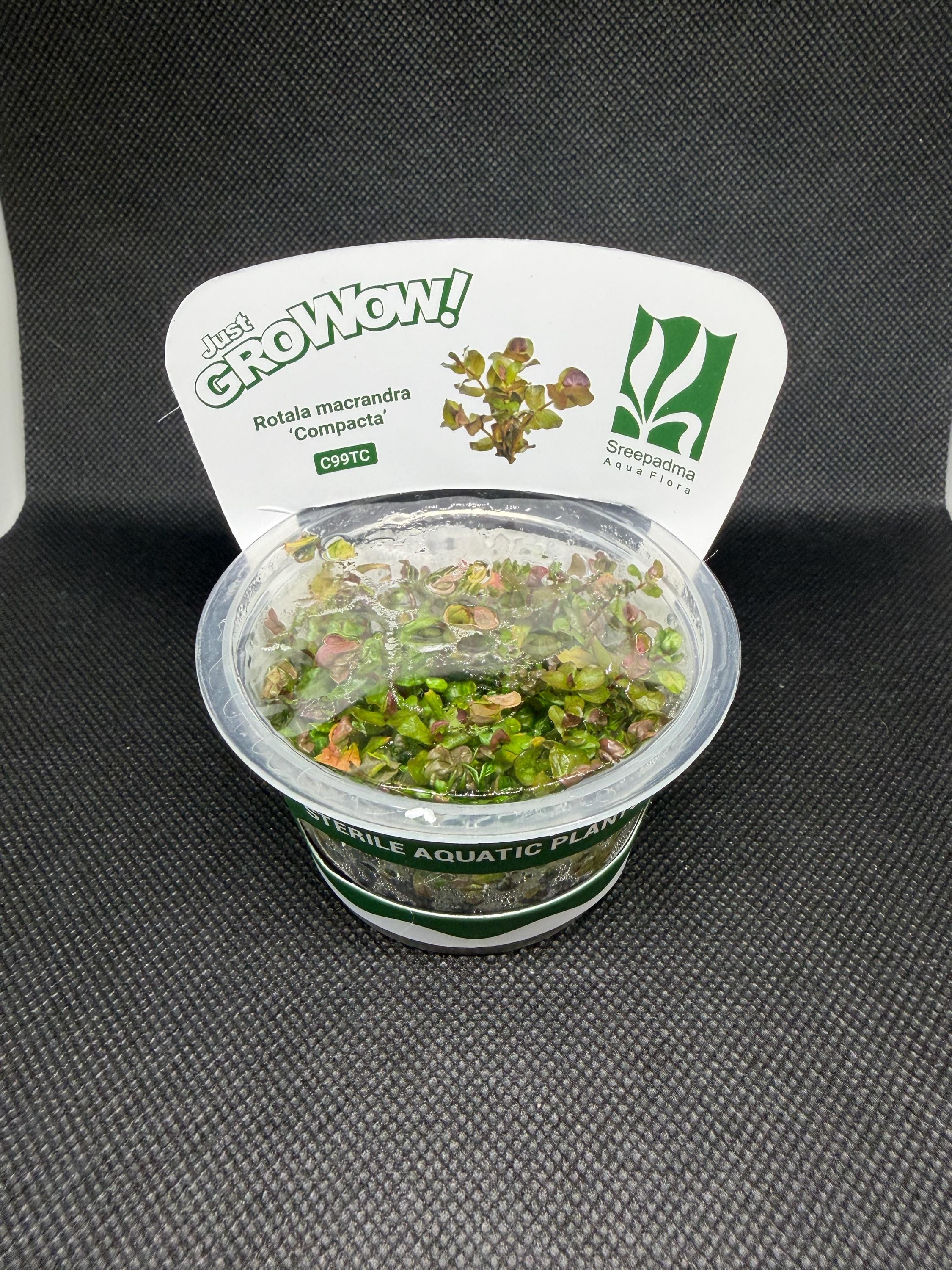 Rotala macrandra 'Compacta' – Tissue Culture Aquarium Plant | Background (stem) | Live Aquascape Cup | MoarPlants