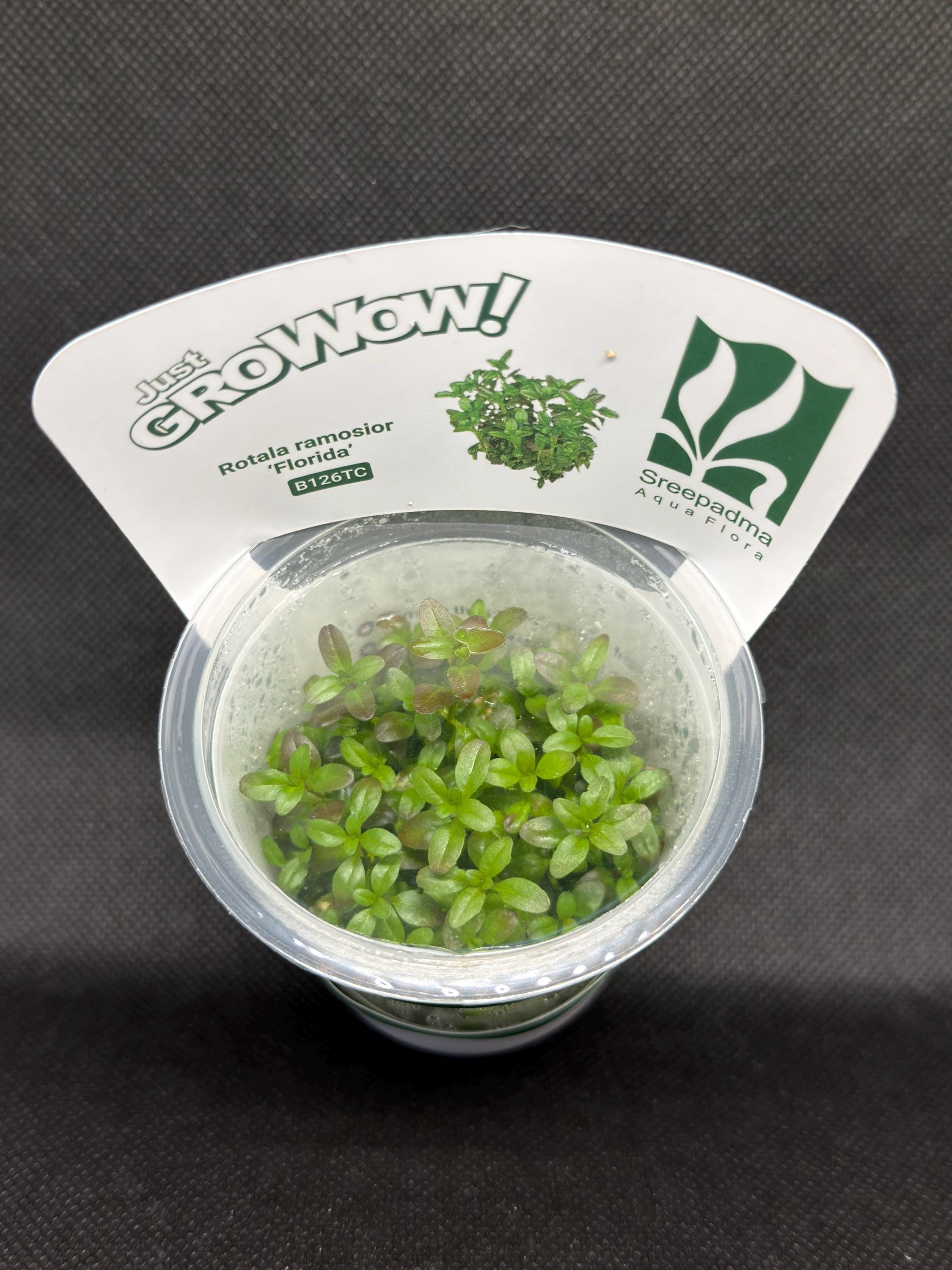 Rotala ramosior 'Florida' – Tissue Culture Aquarium Plant | Background (stem) | Live Aquascape Cup | MoarPlants