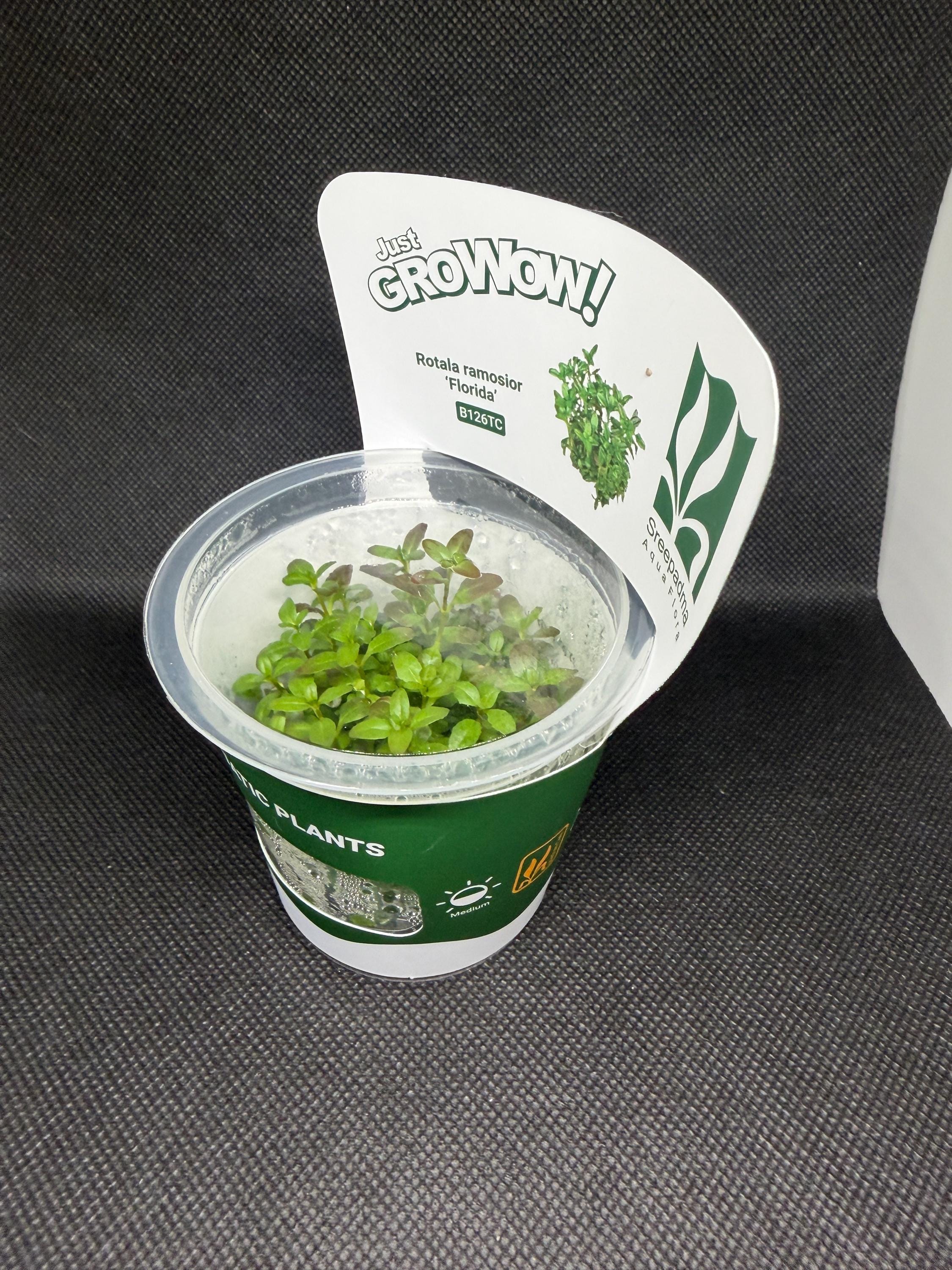 Rotala ramosior 'Florida' – Tissue Culture Aquarium Plant | Background (stem) | Live Aquascape Cup | MoarPlants