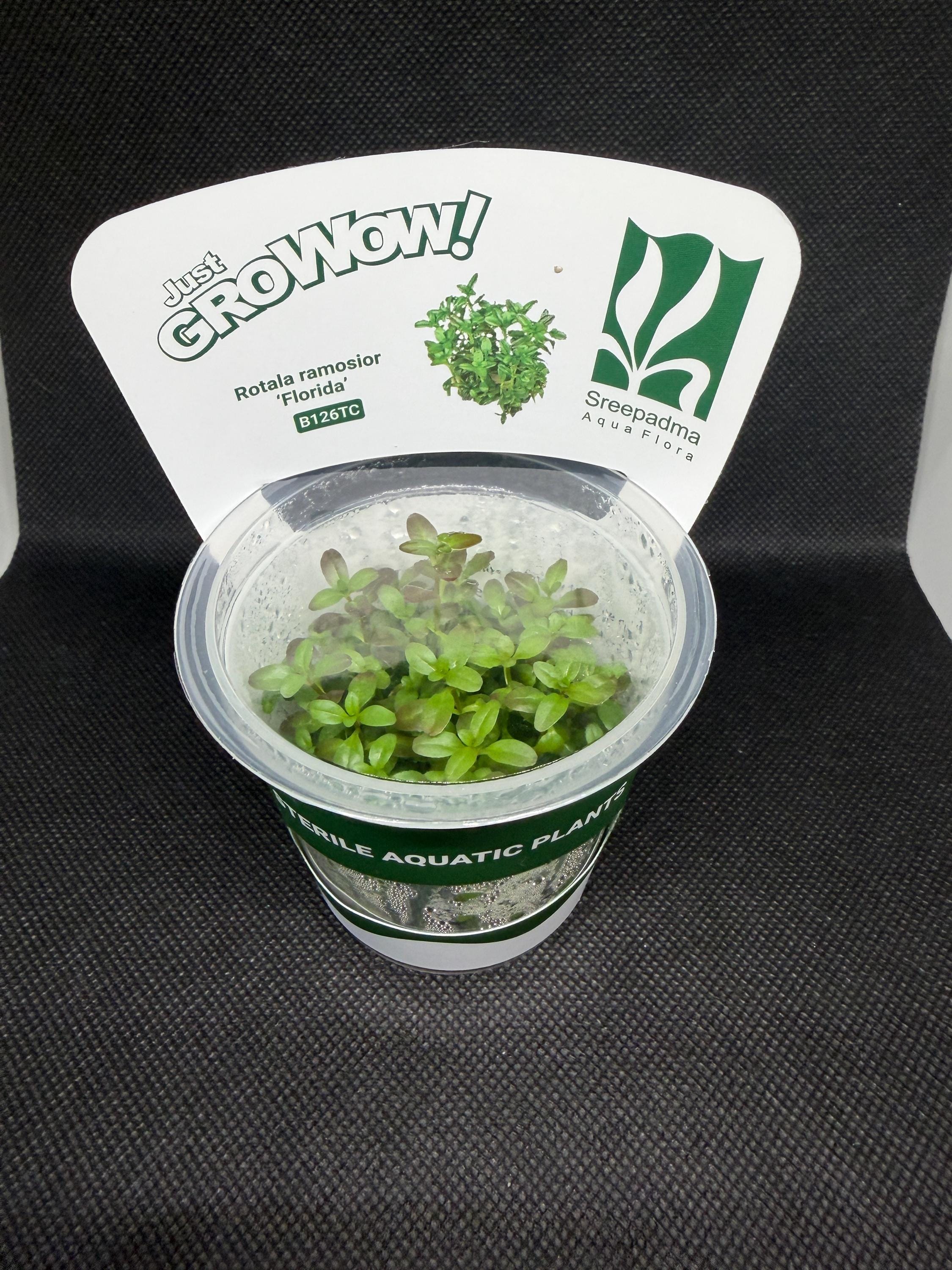 Rotala ramosior 'Florida' – Tissue Culture Aquarium Plant | Background (stem) | Live Aquascape Cup | MoarPlants