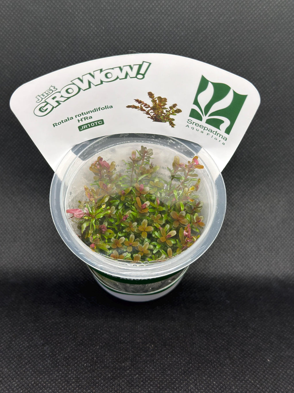 Rotala rotundifolia 'HRA' – Tissue Culture Aquarium Plant | Background (stem) | Live Aquascape Cup | MoarPlants