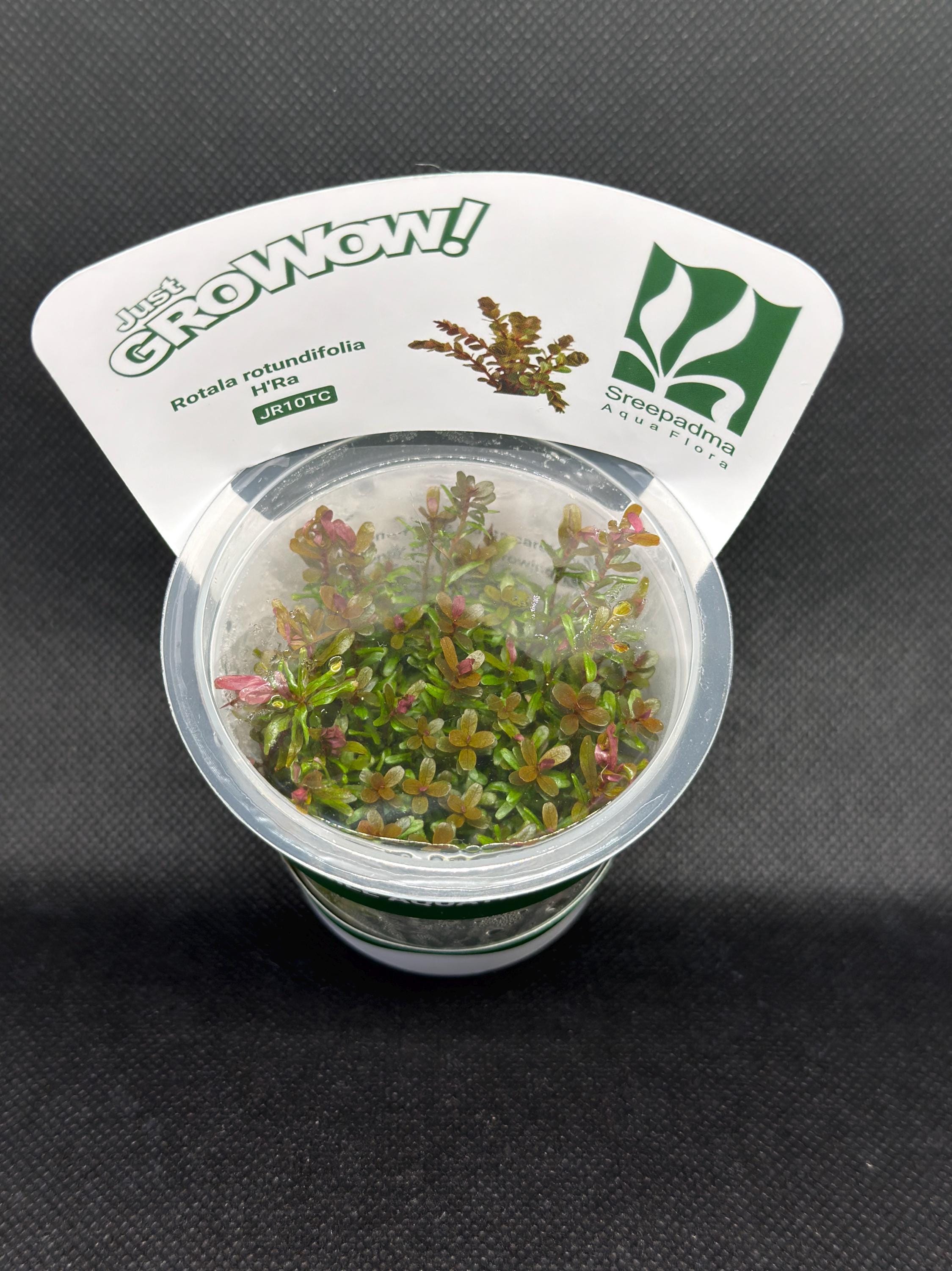Rotala rotundifolia 'HRA' – Tissue Culture Aquarium Plant | Background (stem) | Live Aquascape Cup | MoarPlants