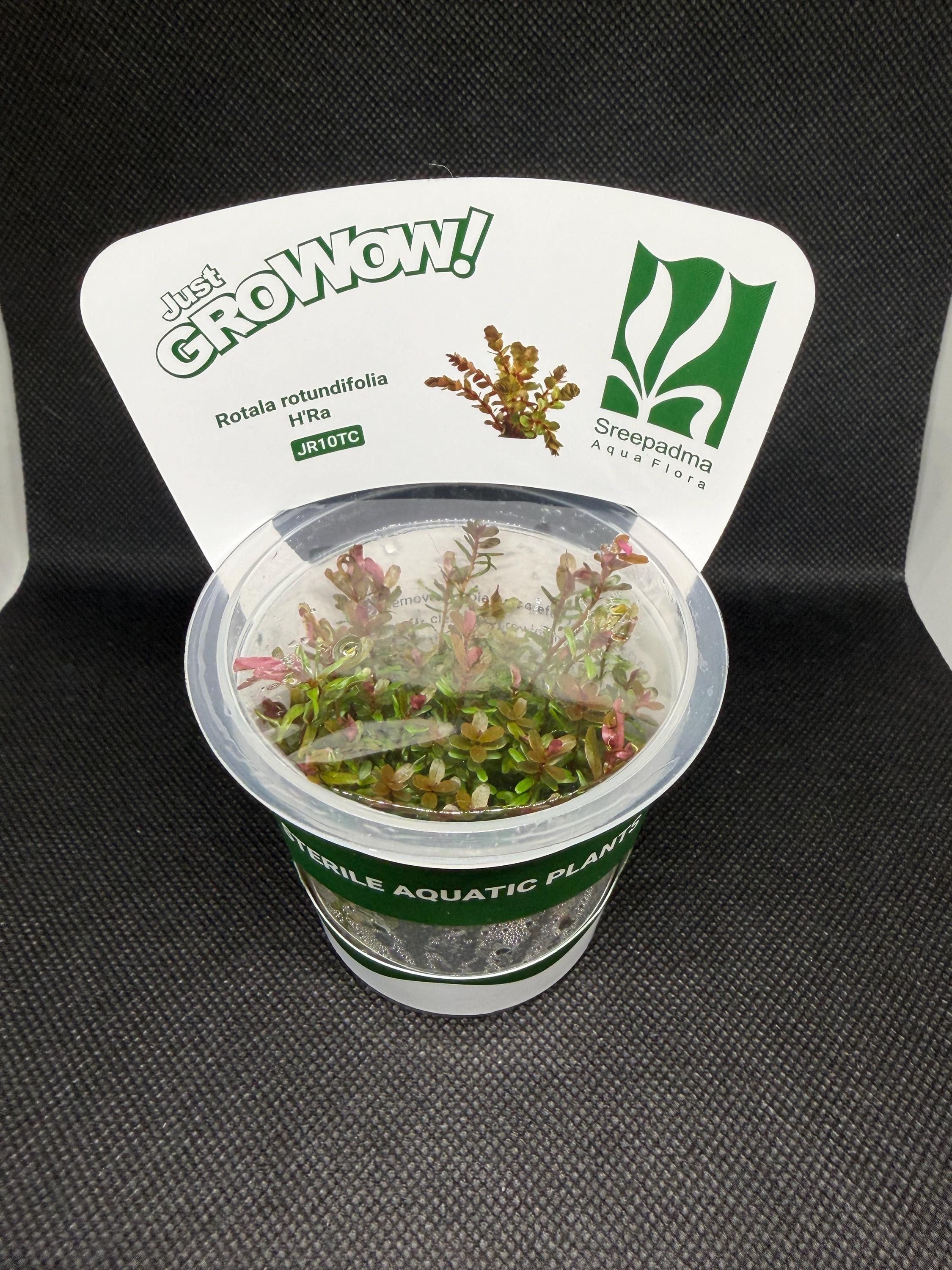 Rotala rotundifolia 'HRA' – Tissue Culture Aquarium Plant | Background (stem) | Live Aquascape Cup | MoarPlants