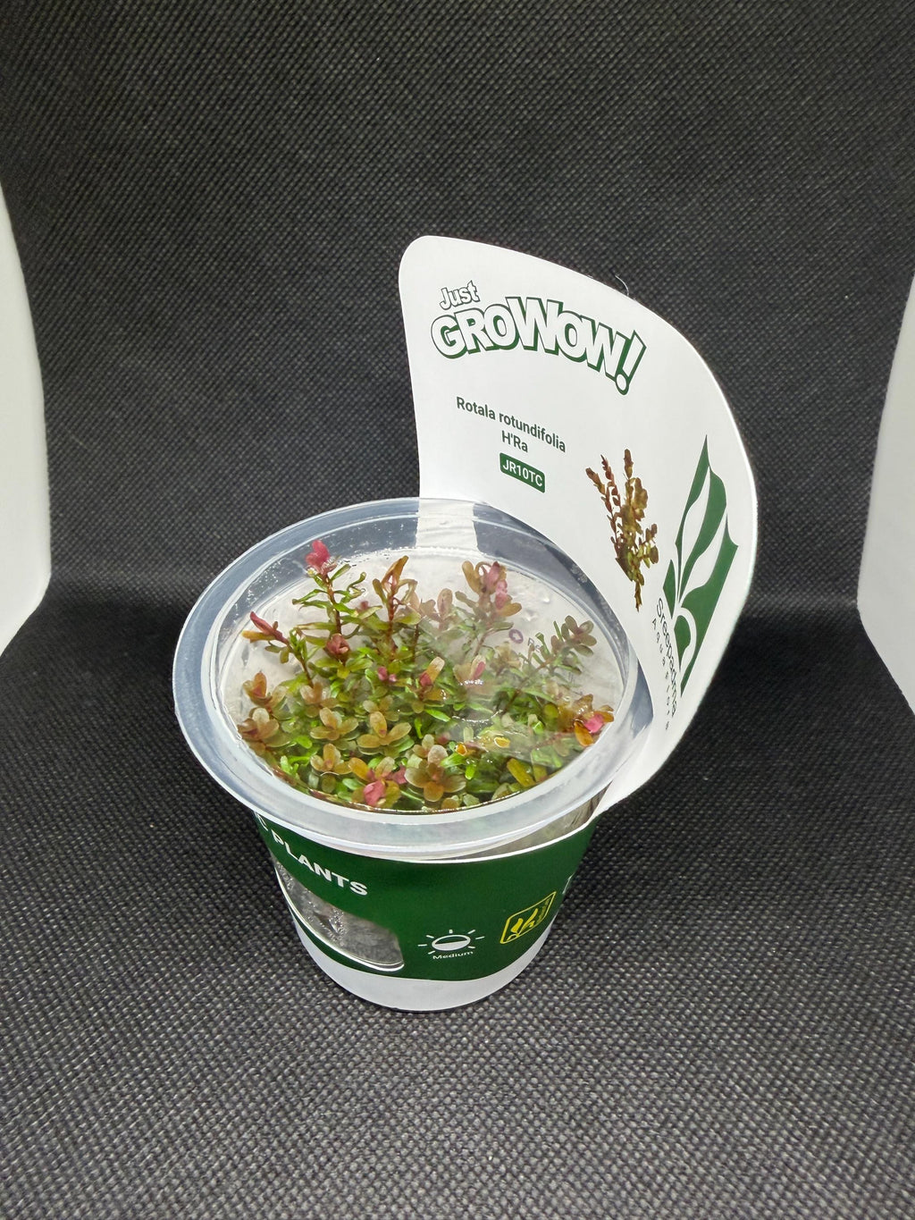 Rotala rotundifolia 'HRA' – Tissue Culture Aquarium Plant | Background (stem) | Live Aquascape Cup | MoarPlants