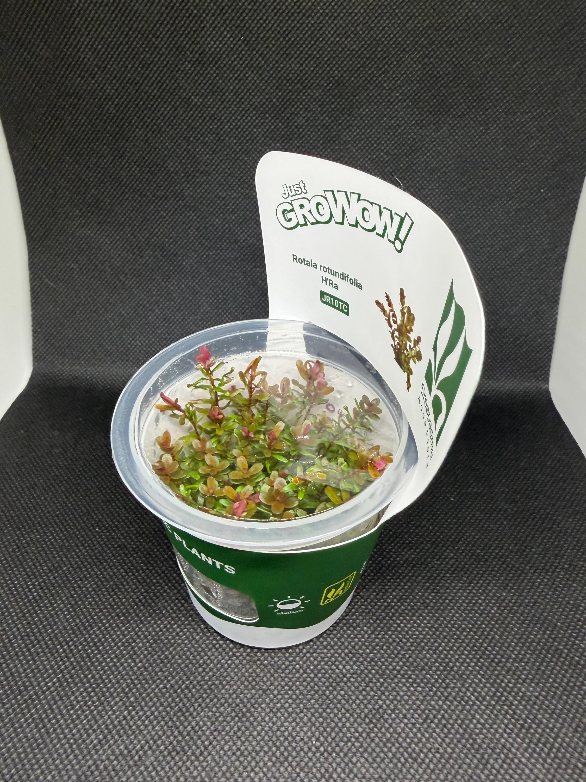 Rotala rotundifolia 'HRA' – Tissue Culture Aquarium Plant | Background (stem) | Live Aquascape Cup | MoarPlants