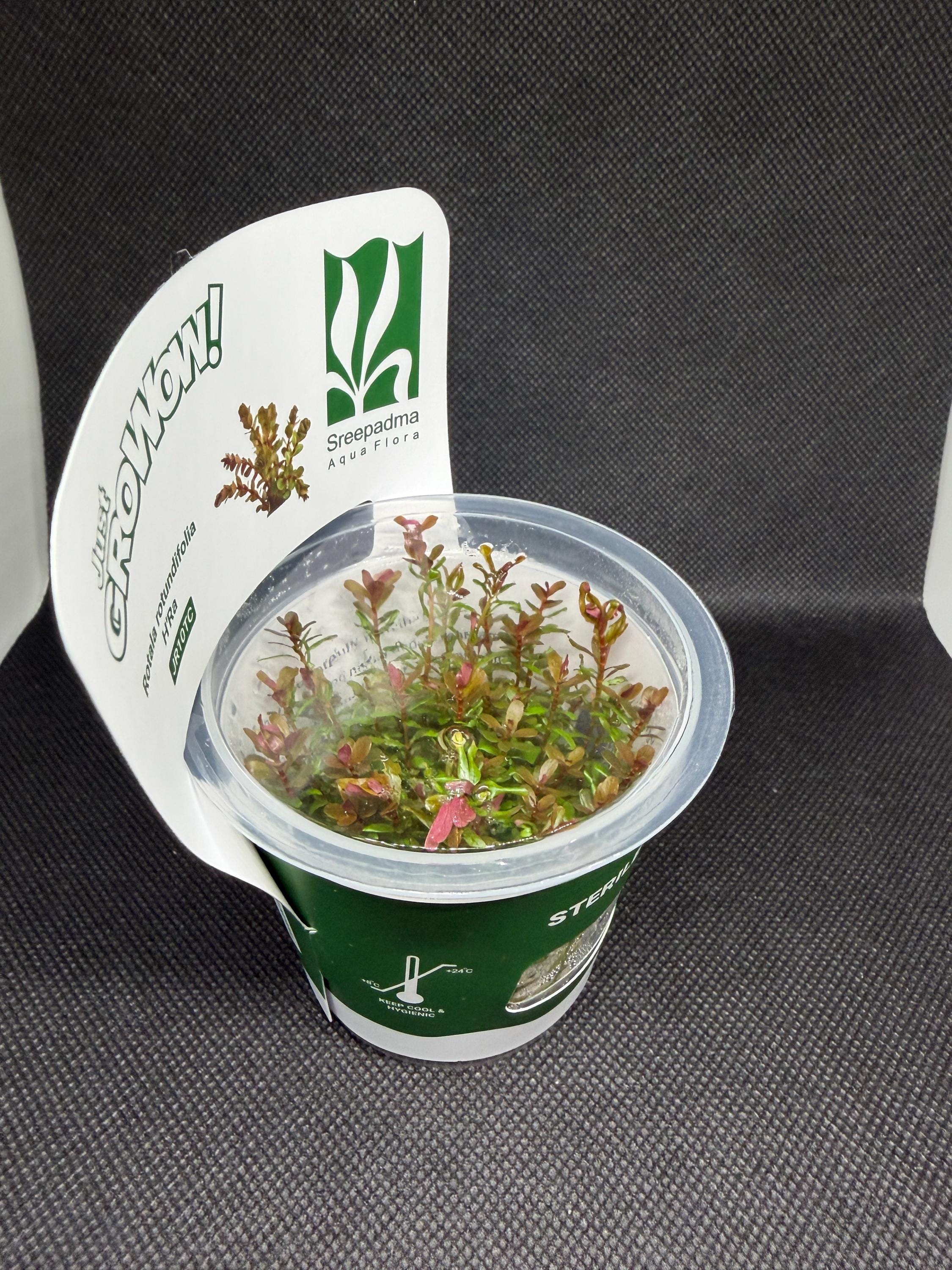 Rotala rotundifolia 'HRA' – Tissue Culture Aquarium Plant | Background (stem) | Live Aquascape Cup | MoarPlants
