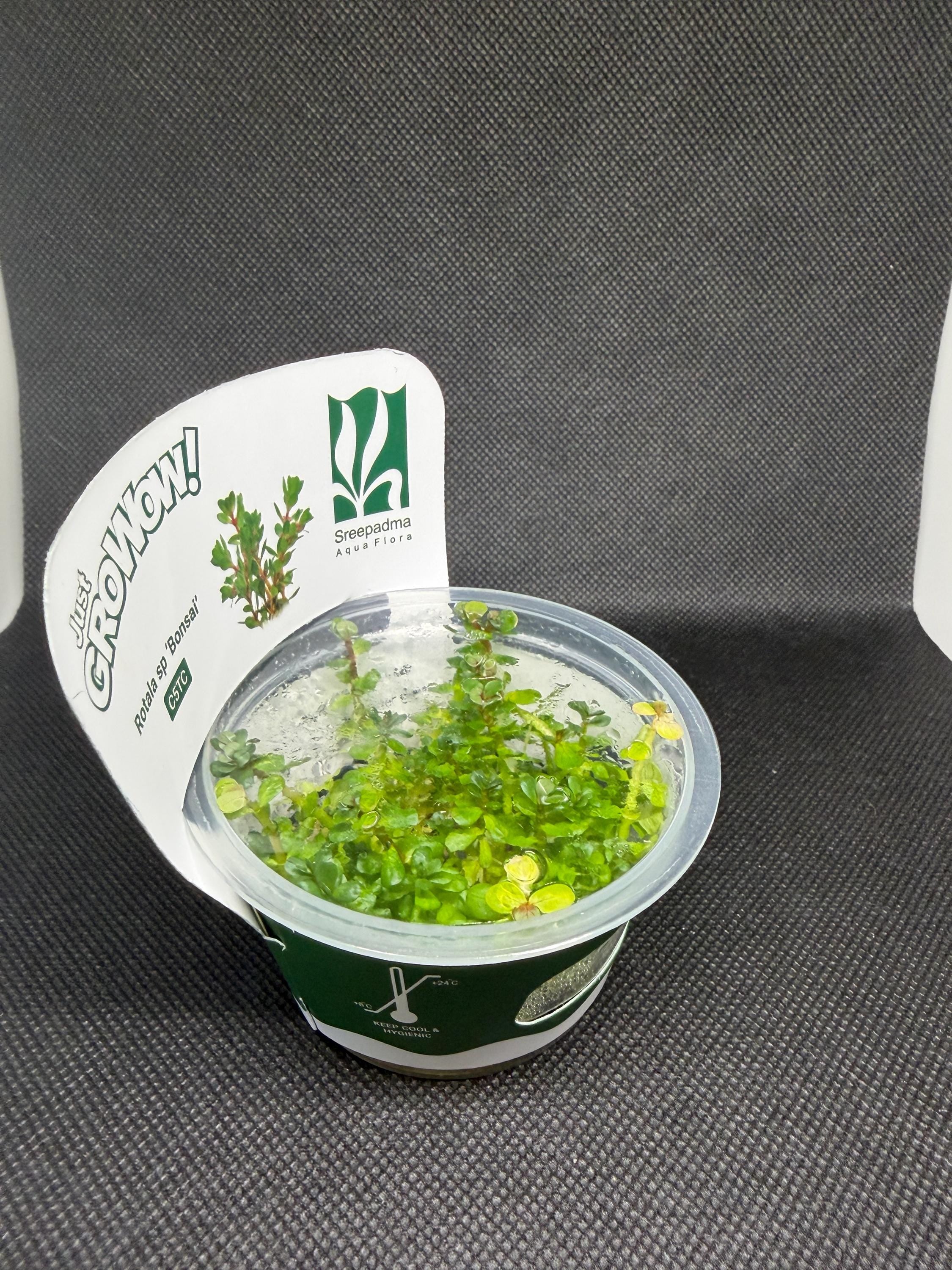 Rotala indica 'Bonsai' – Tissue Culture Aquarium Plant | Background (stem) | Live Aquascape Cup | MoarPlants