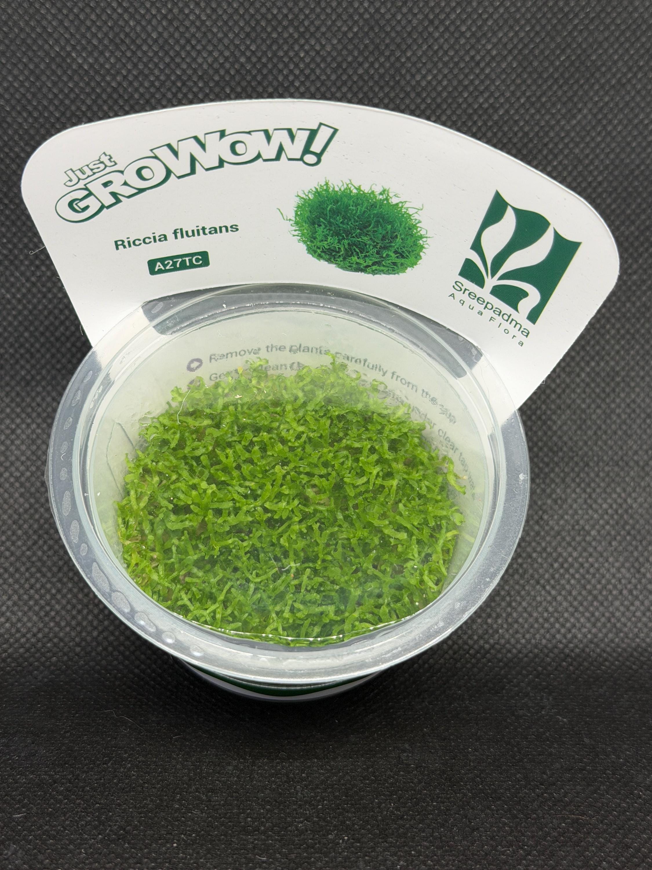 Riccia fluitans – Tissue Culture Aquarium Plant | Foreground | Live Aquascape Cup | MoarPlants