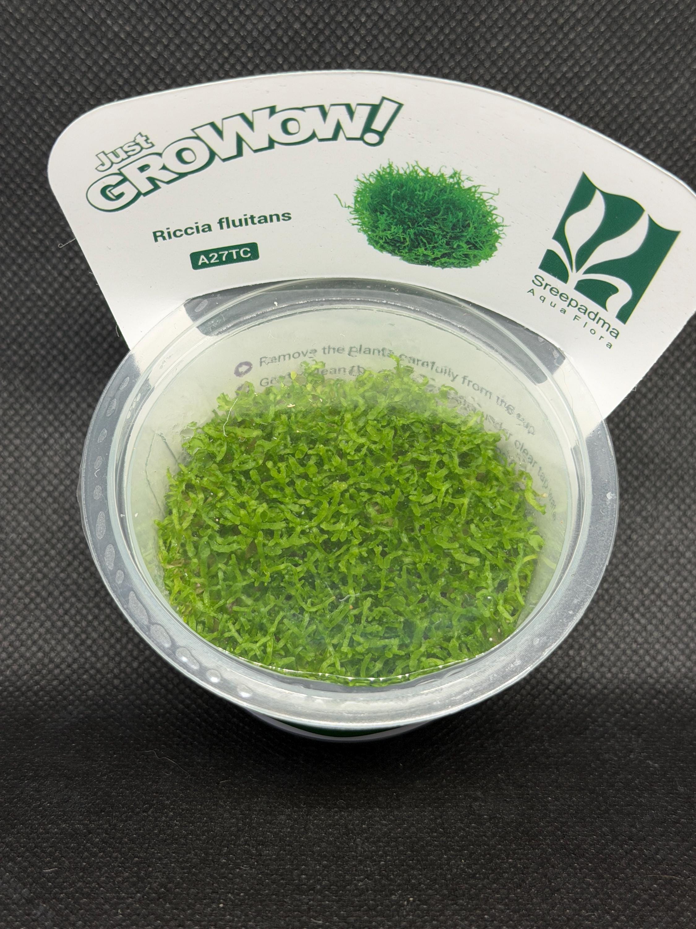 Riccia fluitans – Tissue Culture Aquarium Plant | Foreground | Live Aquascape Cup | MoarPlants