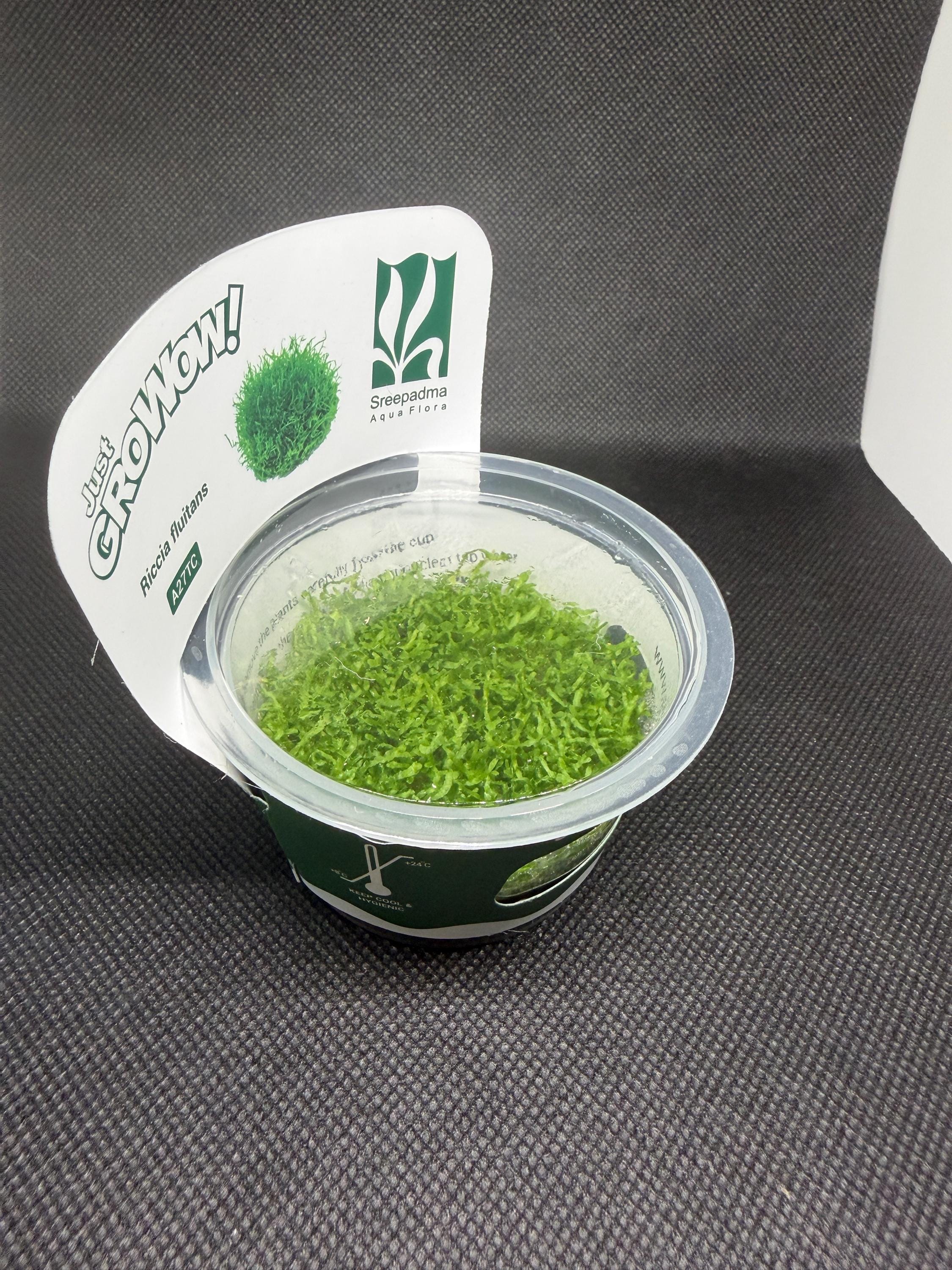 Riccia fluitans – Tissue Culture Aquarium Plant | Foreground | Live Aquascape Cup | MoarPlants