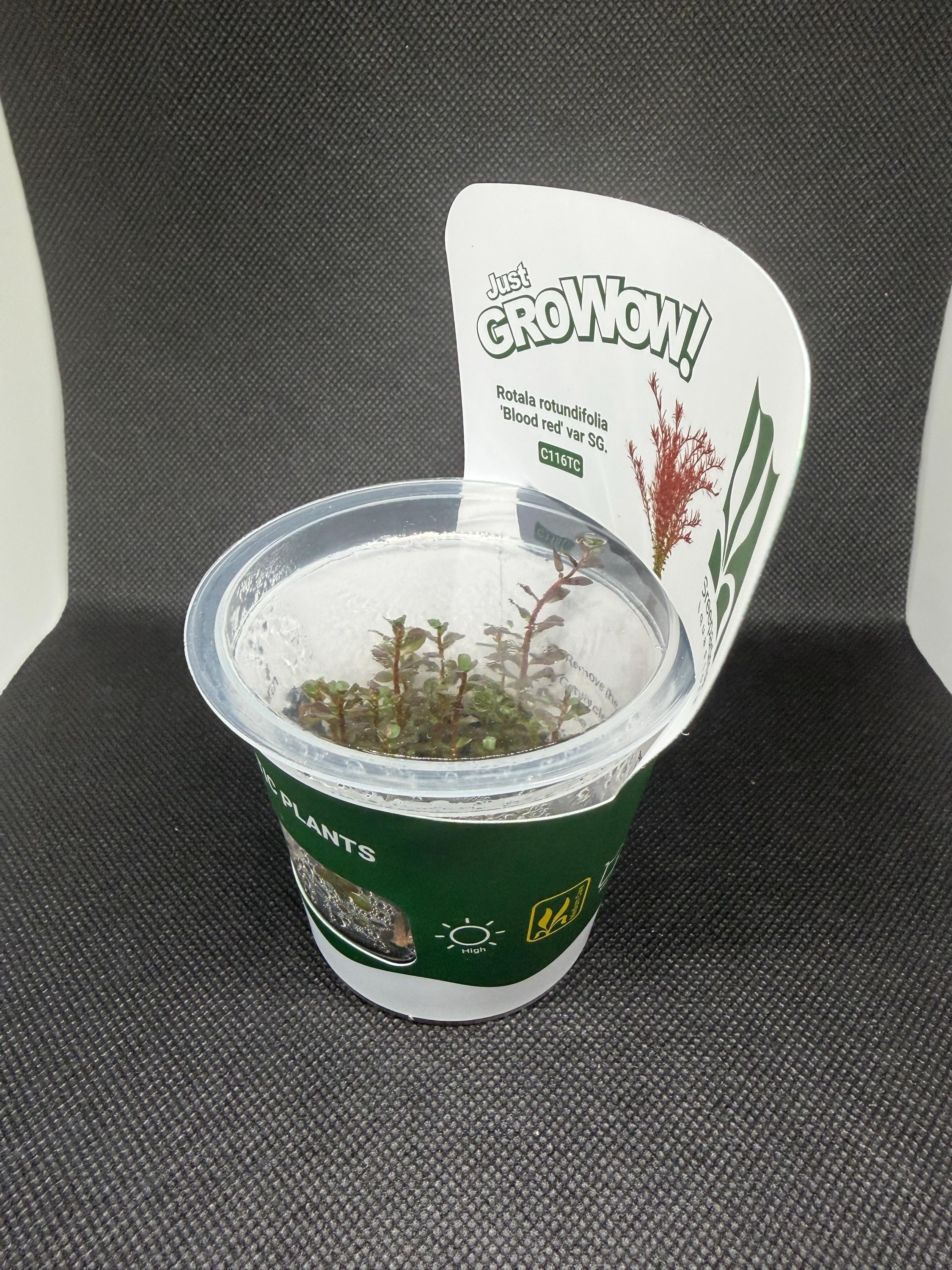Rotala Rotundifolia 'Blood Red' – Tissue Culture Aquarium Plant