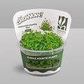 Hydrocotyle Mini Variegated Tissue Culture | Rare Variegated Carpet Aquarium Plant | Foreground Creeping Aquascape Plant