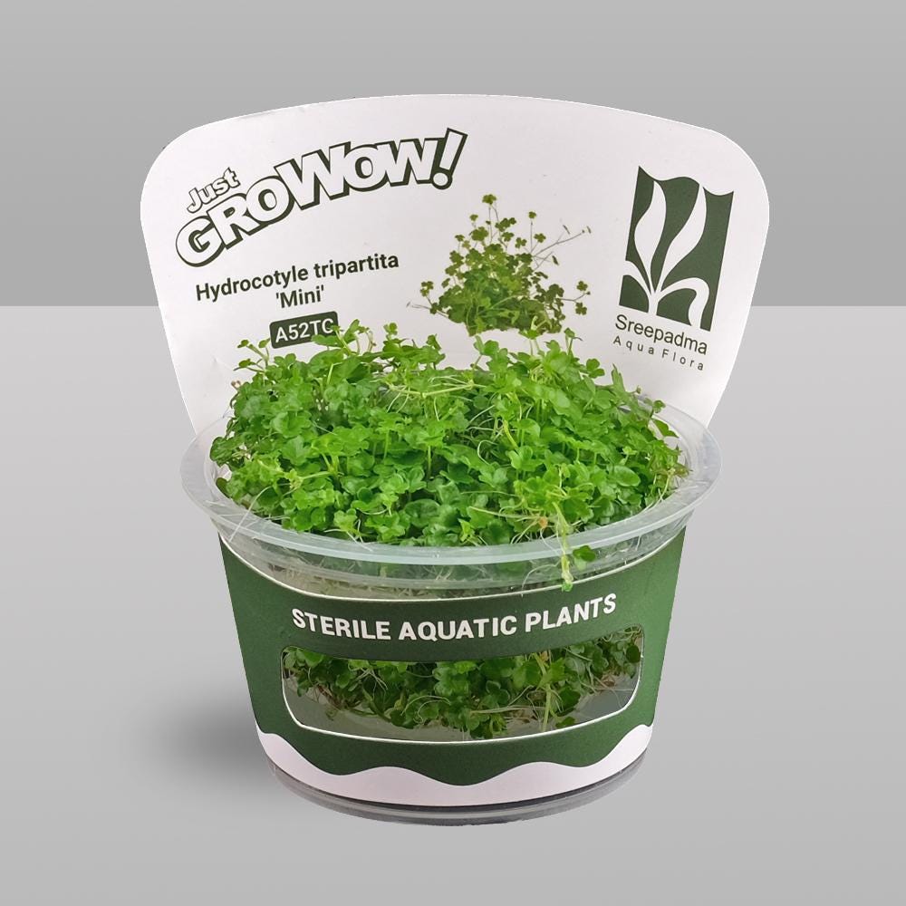 Hydrocotyle Mini Variegated Tissue Culture | Rare Variegated Carpet Aquarium Plant | Foreground Creeping Aquascape Plant