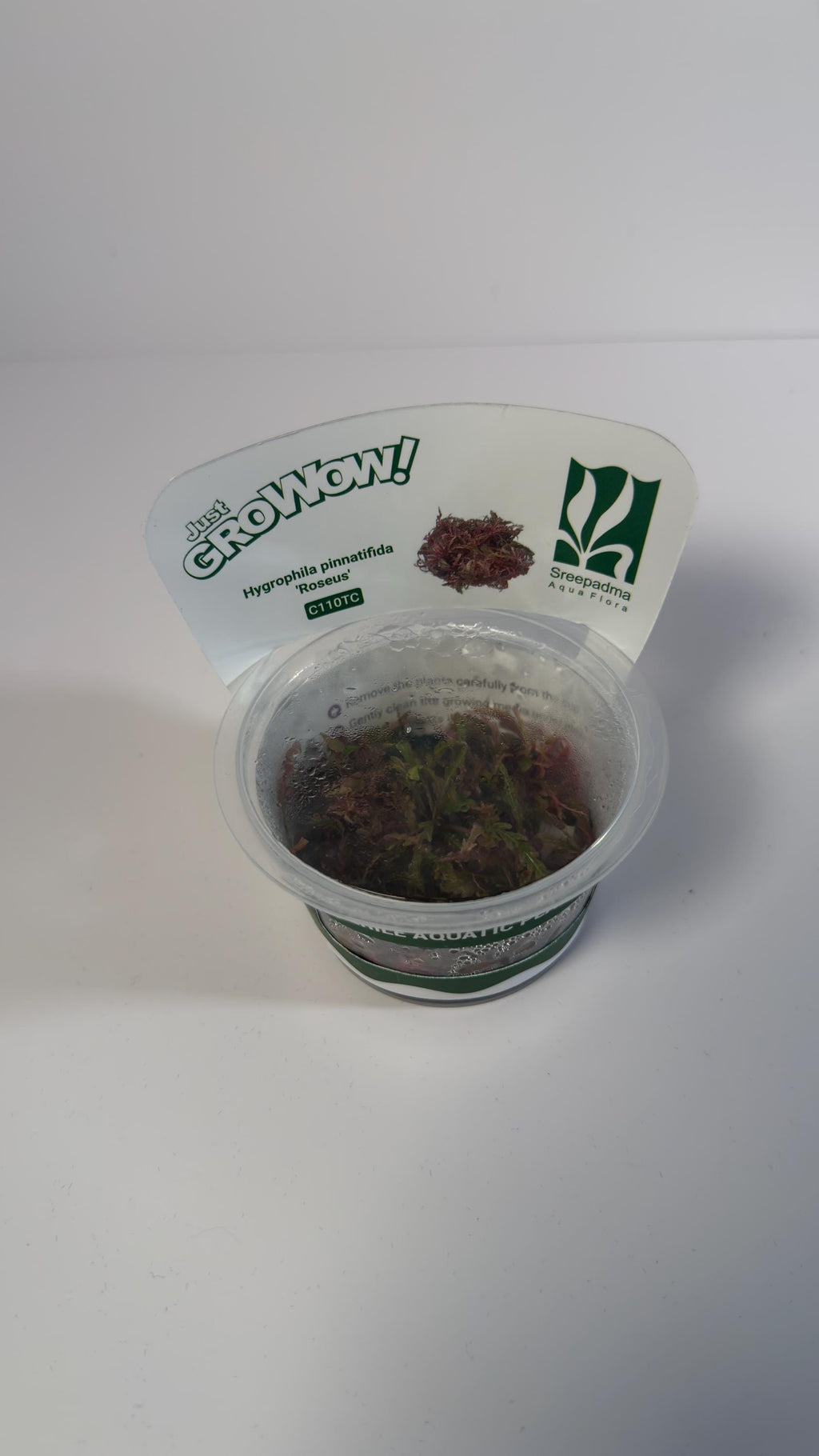 Hygrophila Pinnatifida Roseus Tissue Culture | Rare Pink Aquarium Plant | Midground Background Stem Plant | Aquascape