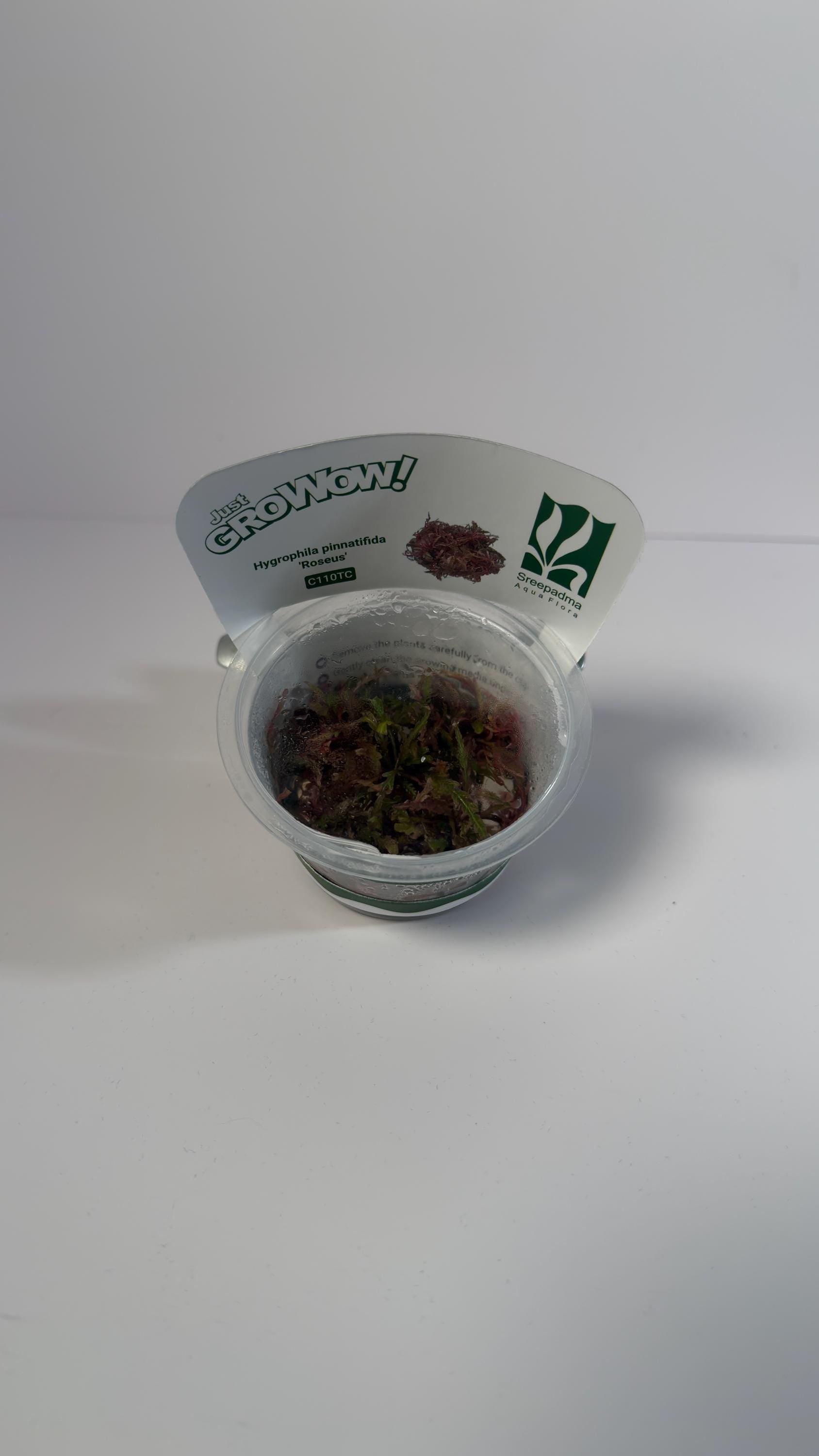 Hygrophila Pinnatifida Roseus Tissue Culture | Rare Pink Aquarium Plant | Midground Background Stem Plant | Aquascape