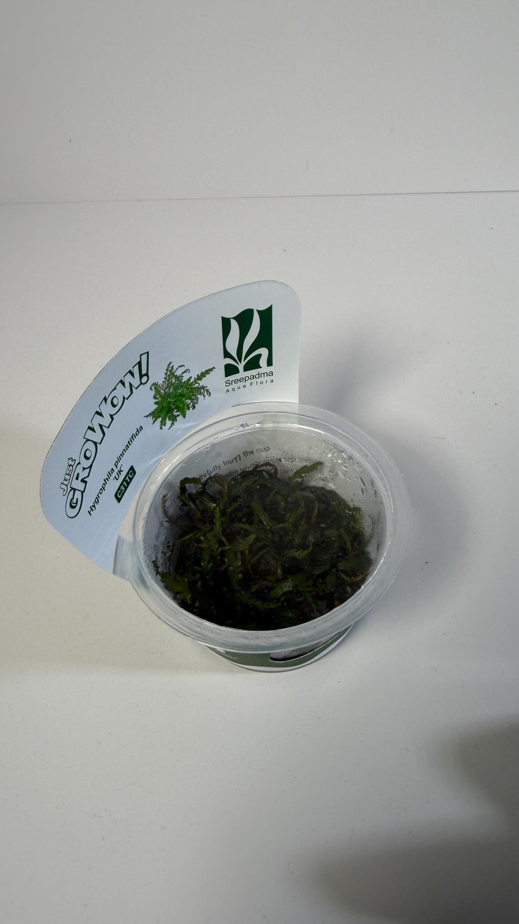 Hygrophila Pinnatifida UK Tissue Culture | Easy Aquarium Plant | Midground Background Stem or Epiphyte | Live Plant