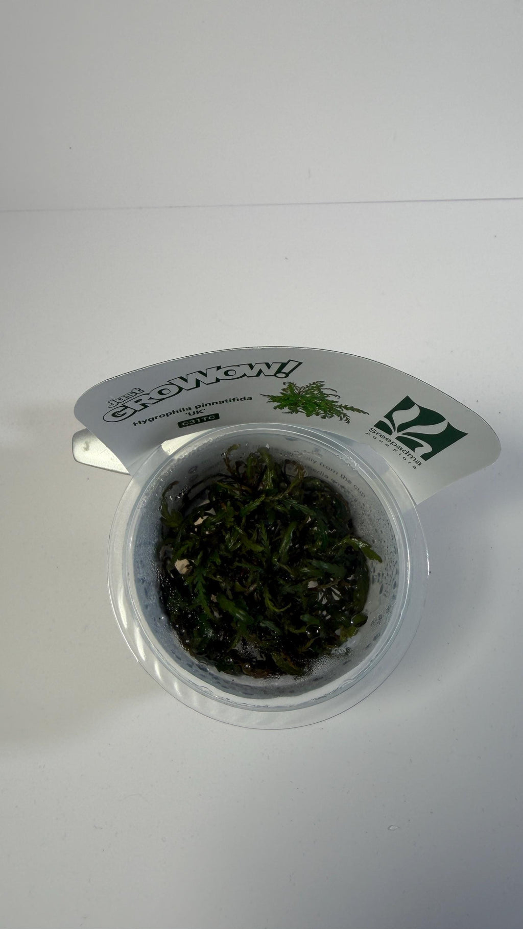 Hygrophila Pinnatifida UK Tissue Culture | Easy Aquarium Plant | Midground Background Stem or Epiphyte | Live Plant