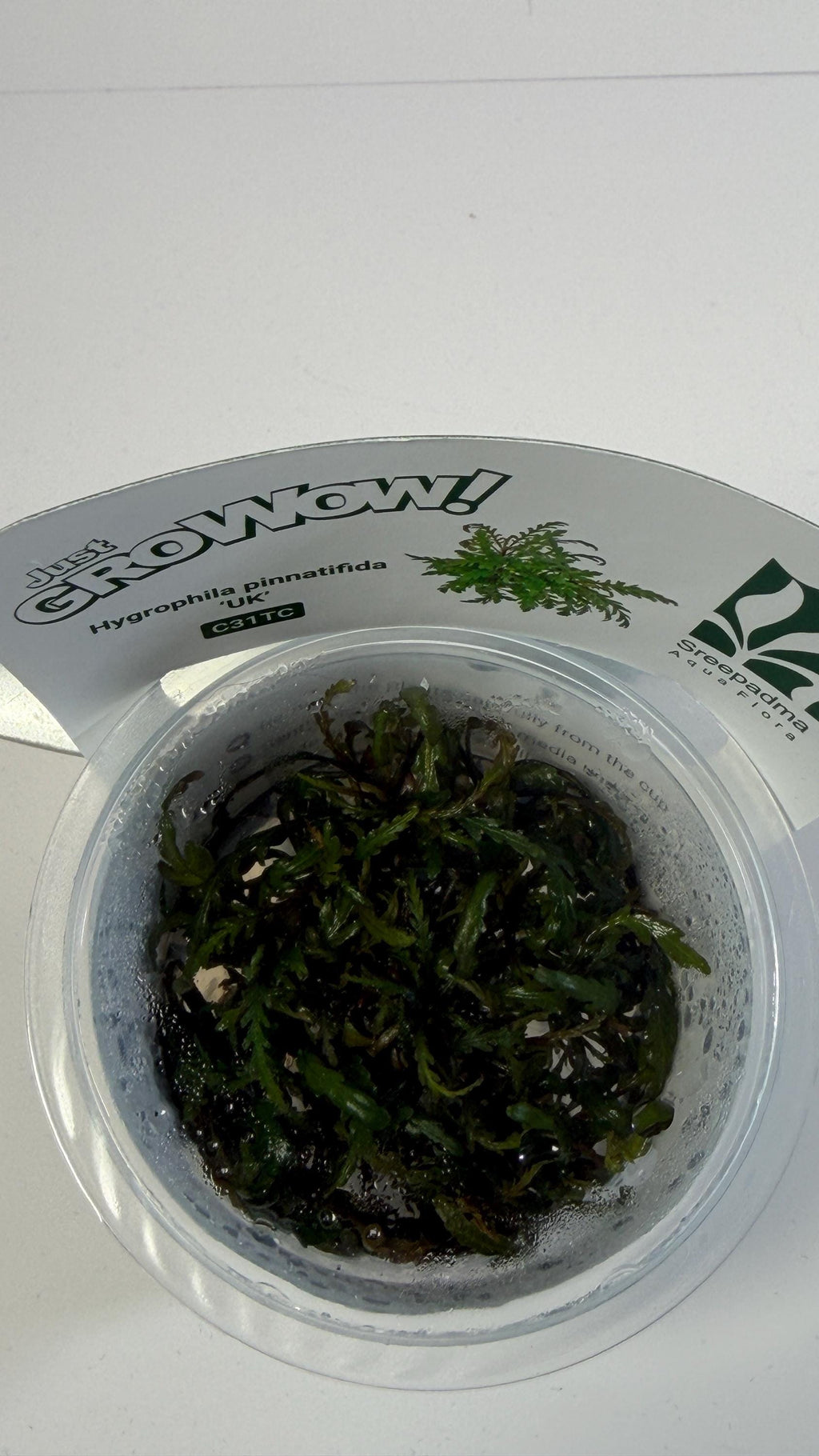 Hygrophila Pinnatifida UK Tissue Culture | Easy Aquarium Plant | Midground Background Stem or Epiphyte | Live Plant