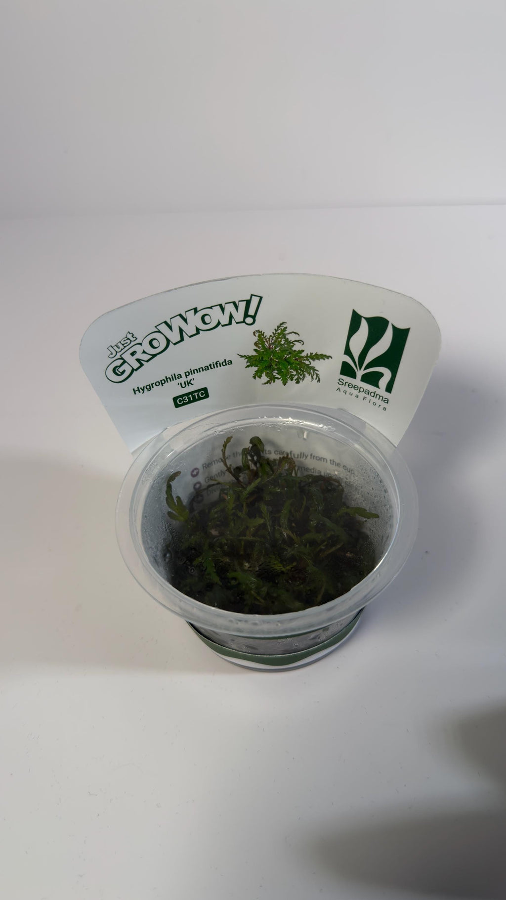 Hygrophila Pinnatifida UK Tissue Culture | Easy Aquarium Plant | Midground Background Stem or Epiphyte | Live Plant