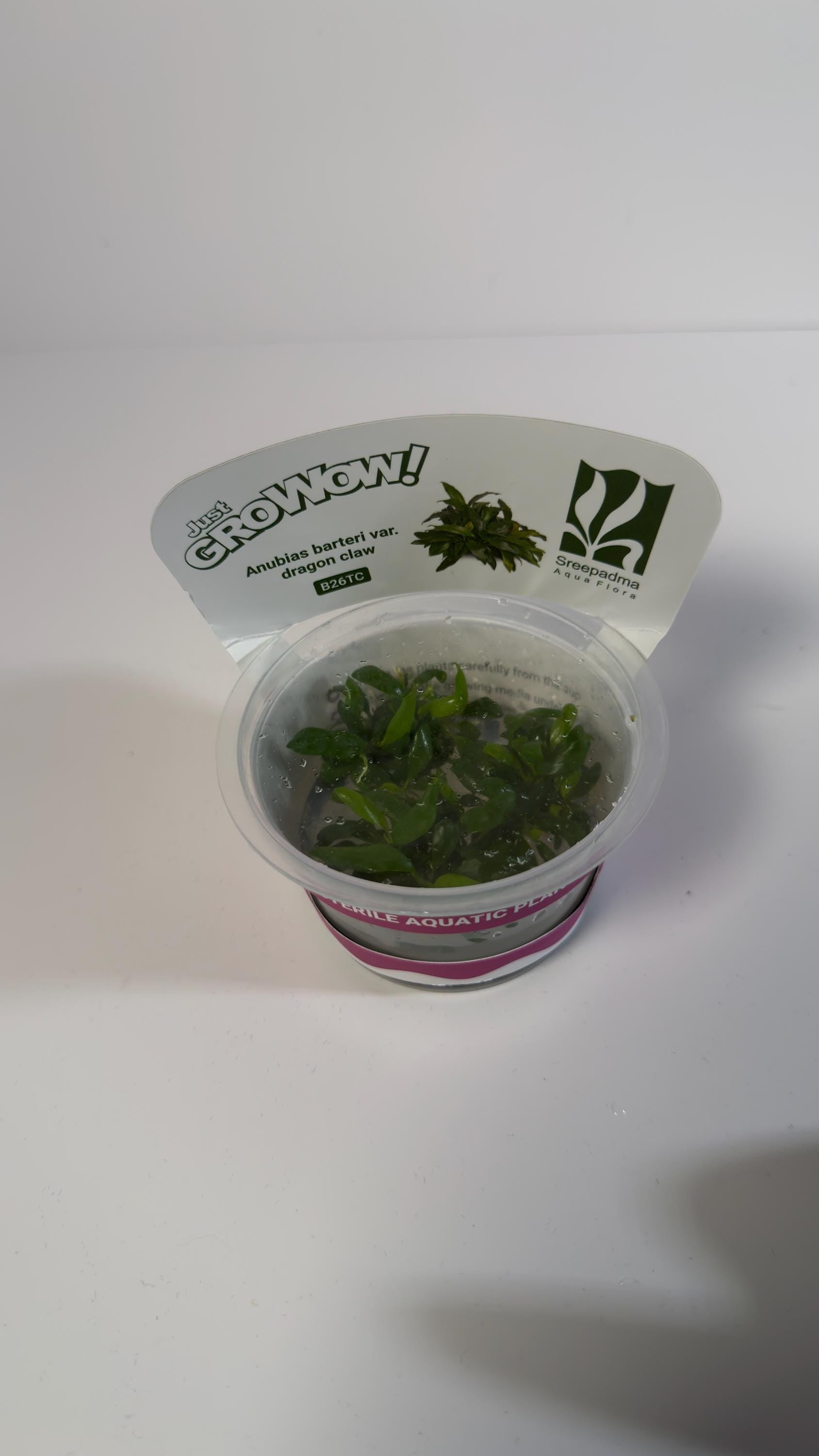 Anubias barteri var. Dragon Claw - Tissue Culture Aquarium Plant | Epiphyte | Live Aquascape Cup | MoarPlants