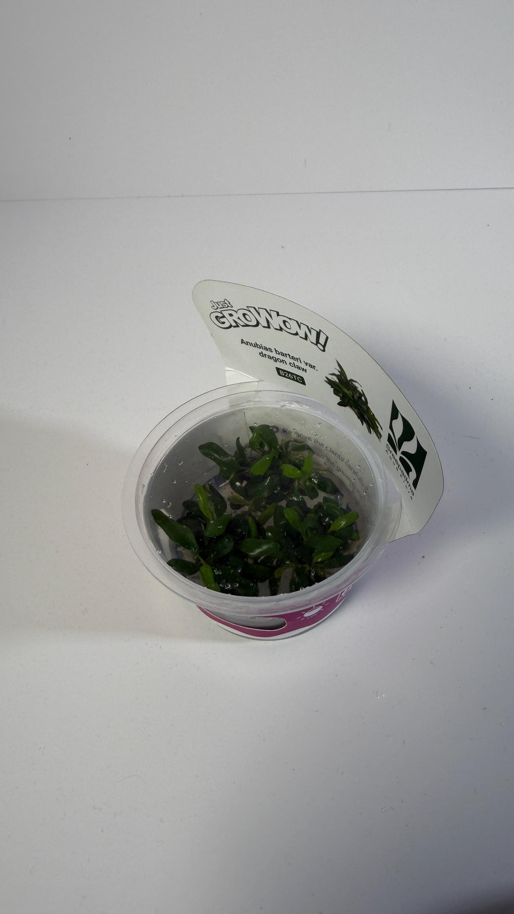 Anubias barteri var. Dragon Claw - Tissue Culture Aquarium Plant | Epiphyte | Live Aquascape Cup | MoarPlants
