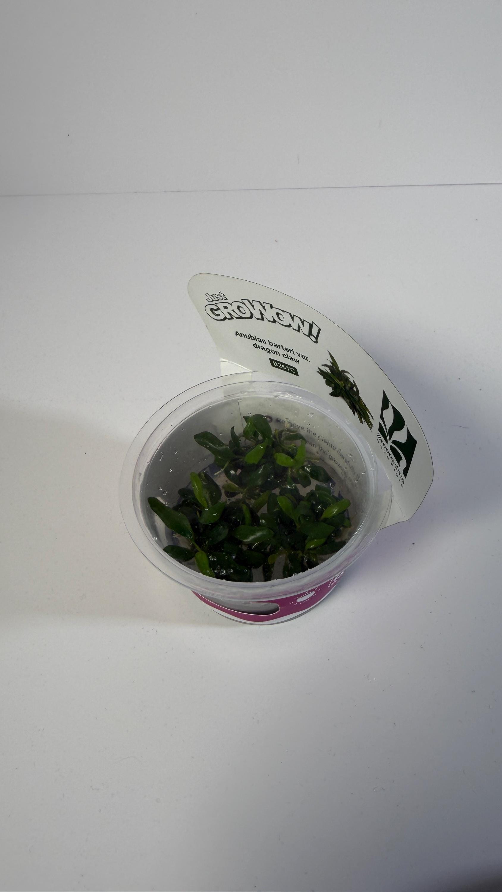 Anubias barteri var. Dragon Claw - Tissue Culture Aquarium Plant | Epiphyte | Live Aquascape Cup | MoarPlants