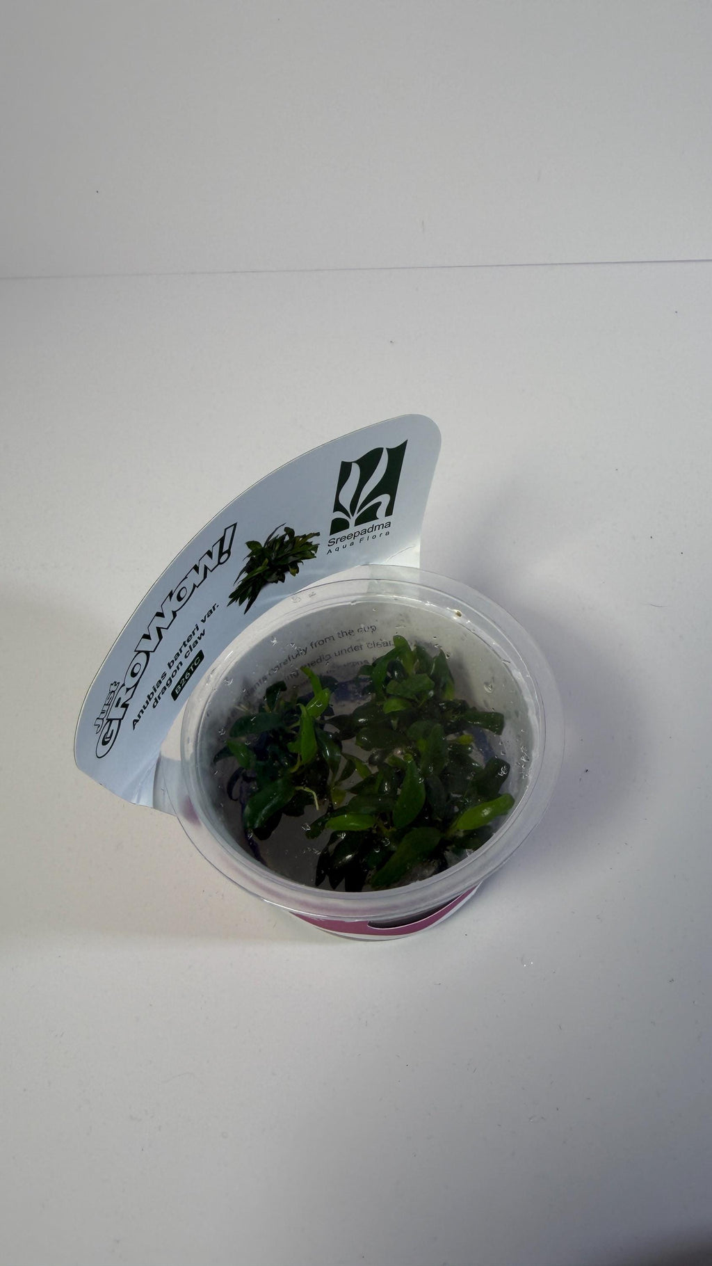 Anubias barteri var. Dragon Claw - Tissue Culture Aquarium Plant | Epiphyte | Live Aquascape Cup | MoarPlants