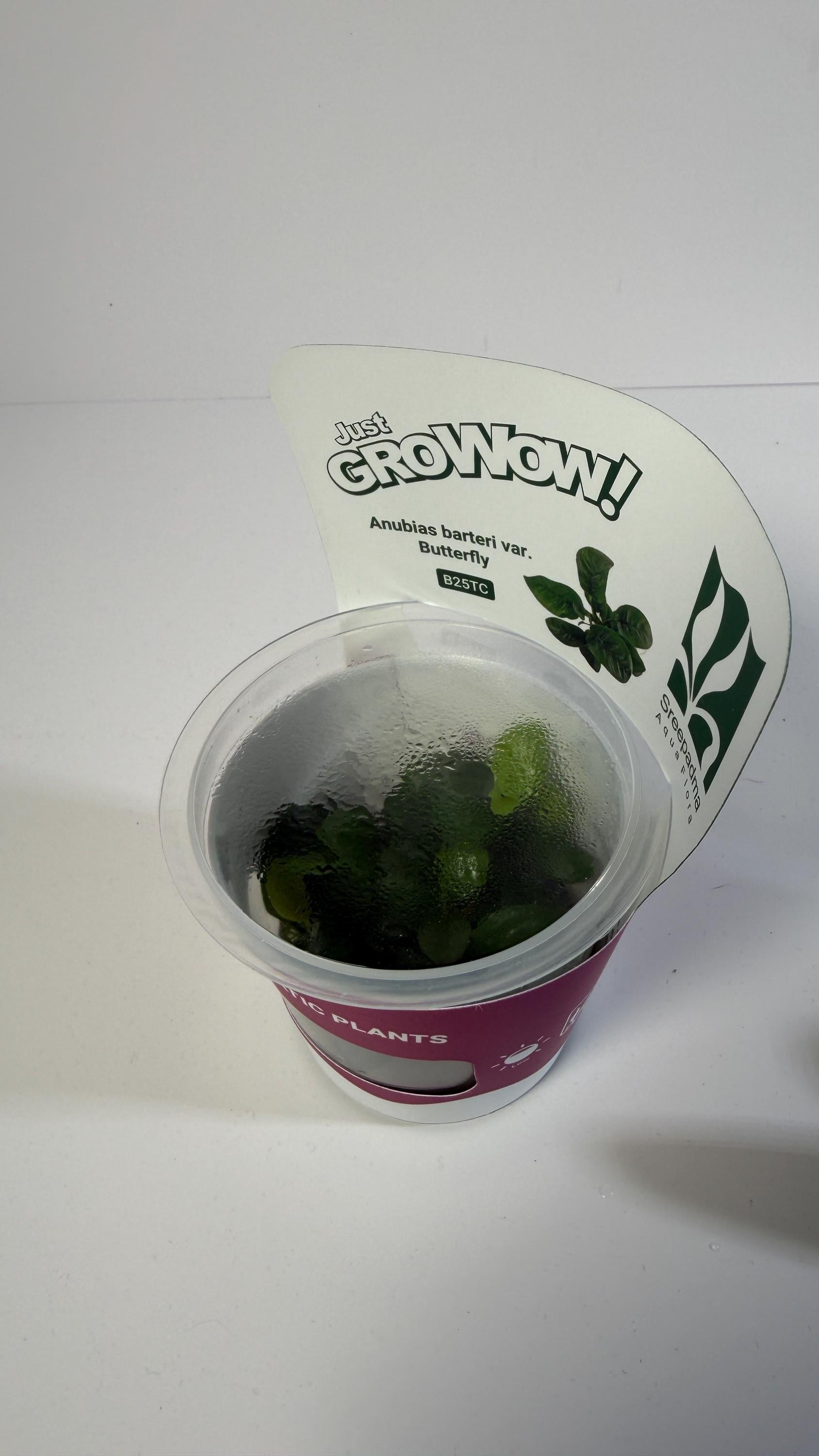 Anubias Butterfly Tissue Culture | Rare Aquarium Plant | Epiphyte for Driftwood Rock | Low Light Aquascape Plant Beginner Friendly