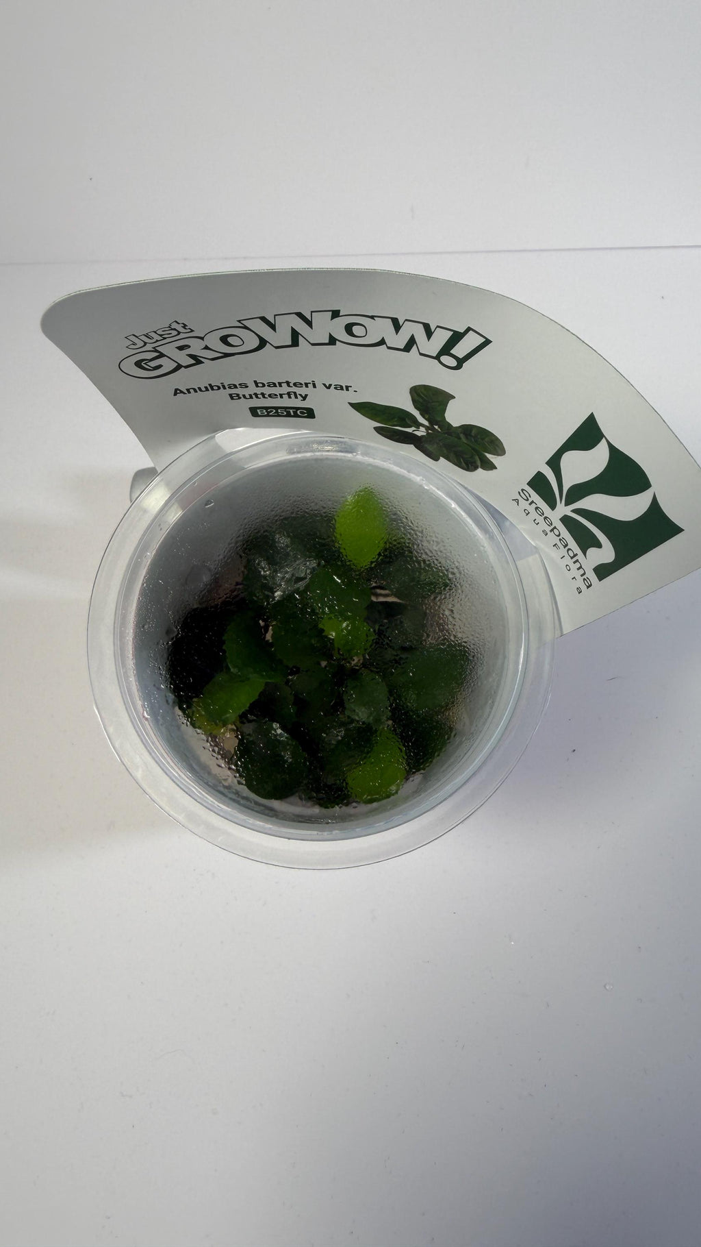 Anubias Butterfly Tissue Culture | Rare Aquarium Plant | Epiphyte for Driftwood Rock | Low Light Aquascape Plant Beginner Friendly