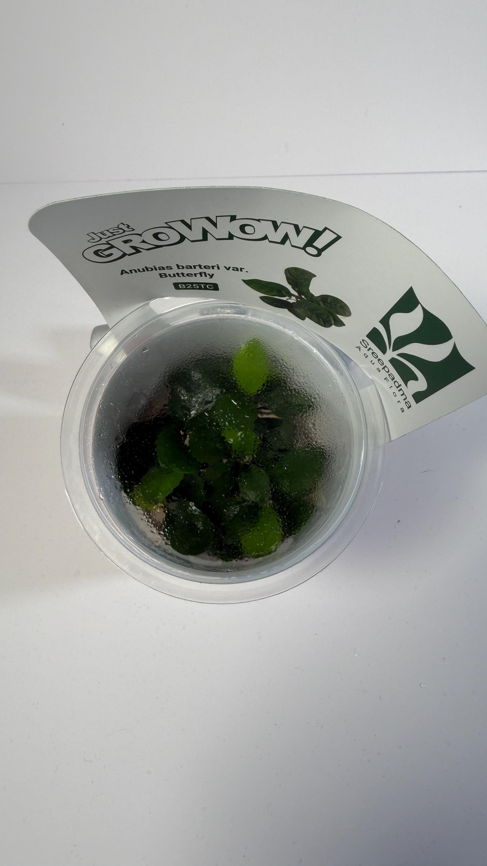 Anubias Butterfly Tissue Culture | Rare Aquarium Plant | Epiphyte for Driftwood Rock | Low Light Aquascape Plant Beginner Friendly