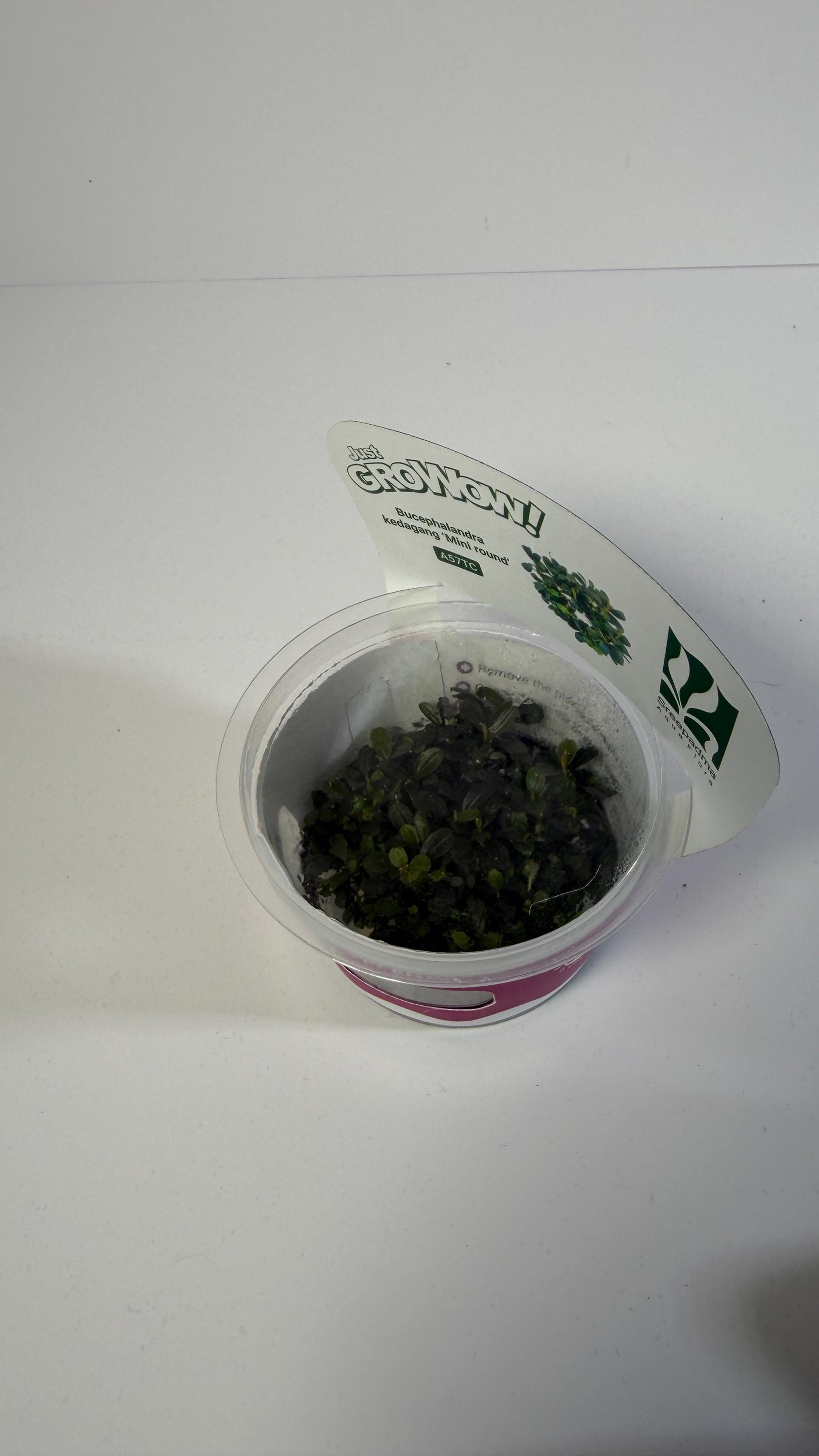 Bucephalandra Mini Round Tissue Culture | Rare Buce Aquarium Plant | Epiphyte for Driftwood Rock | Low Light Aquascape Plant