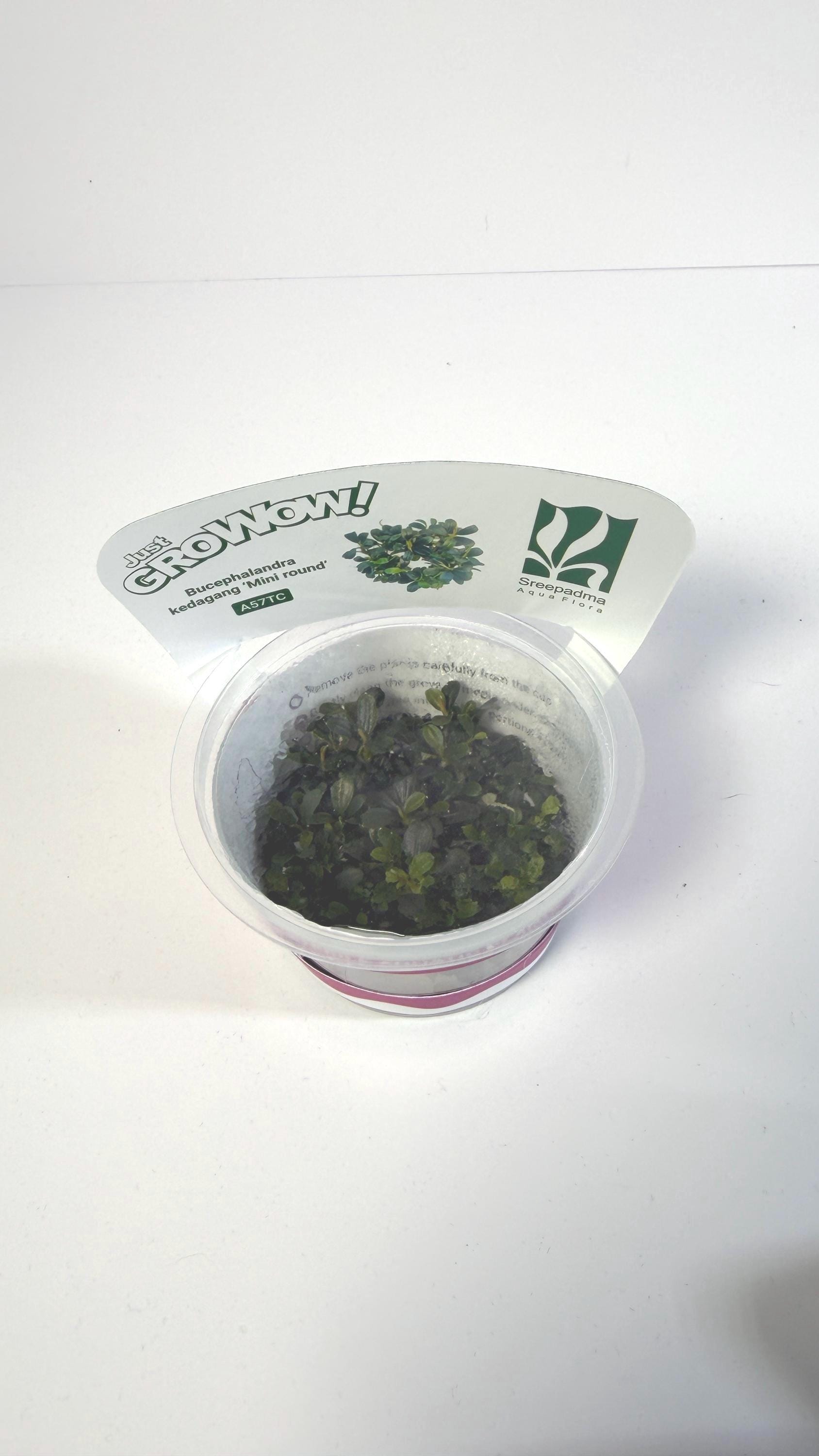 Bucephalandra Mini Round Tissue Culture | Rare Buce Aquarium Plant | Epiphyte for Driftwood Rock | Low Light Aquascape Plant