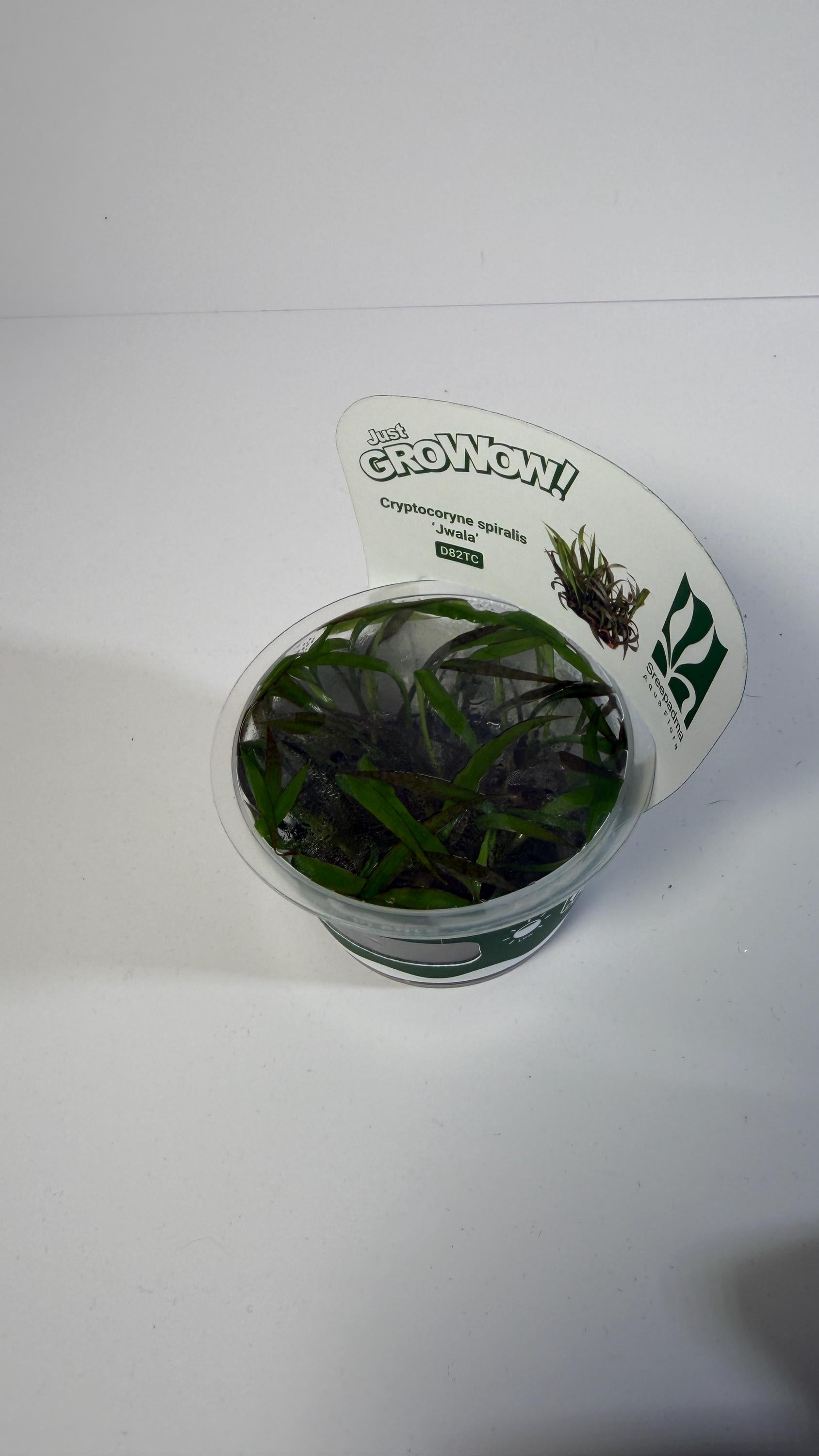 Cryptocoryne Jwala Tissue Culture | Red Spiral Crypt | Midground Background Low Light Plant | Easy Aquascape Plant