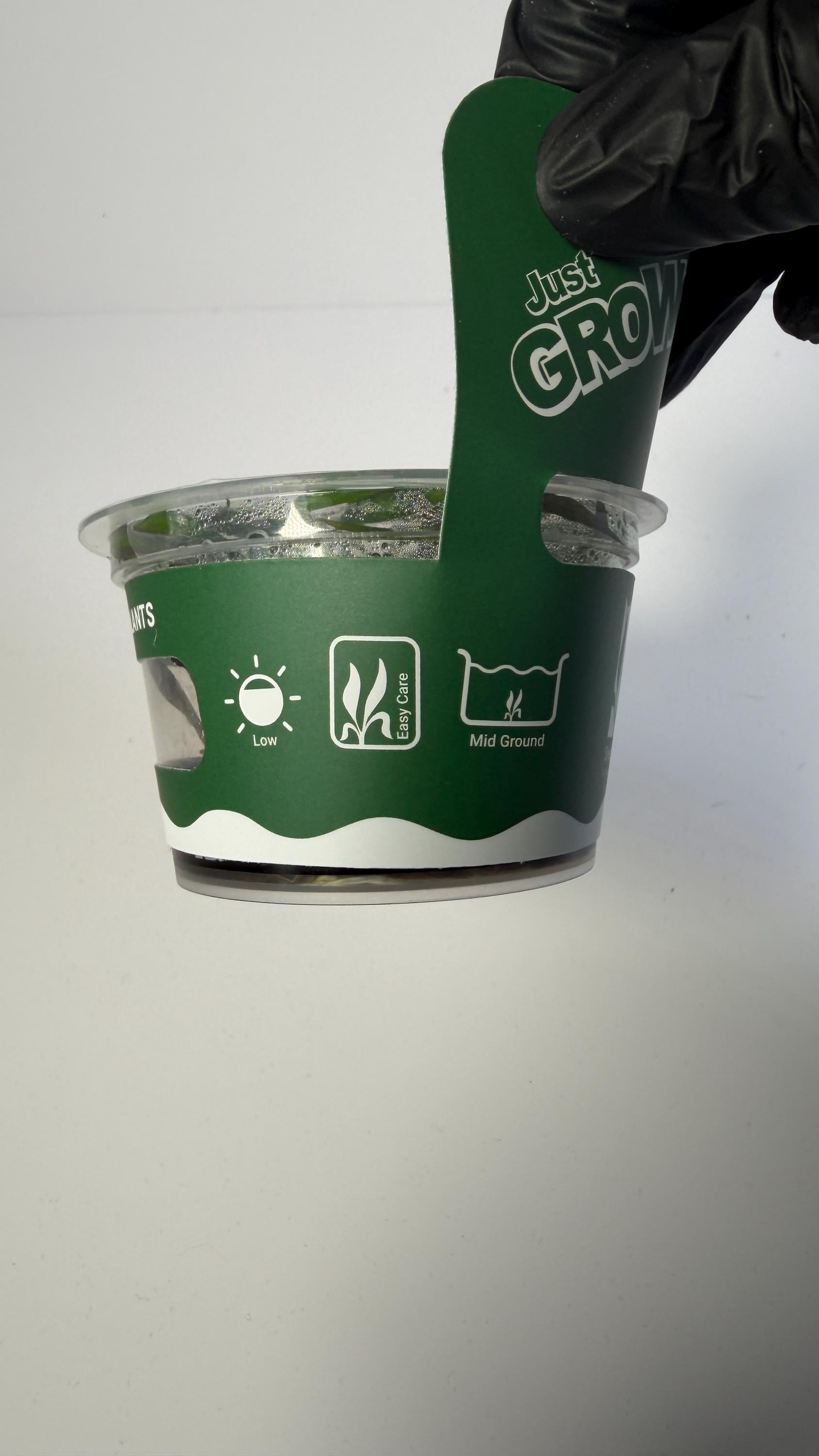 Cryptocoryne Jwala Tissue Culture | Red Spiral Crypt | Midground Background Low Light Plant | Easy Aquascape Plant