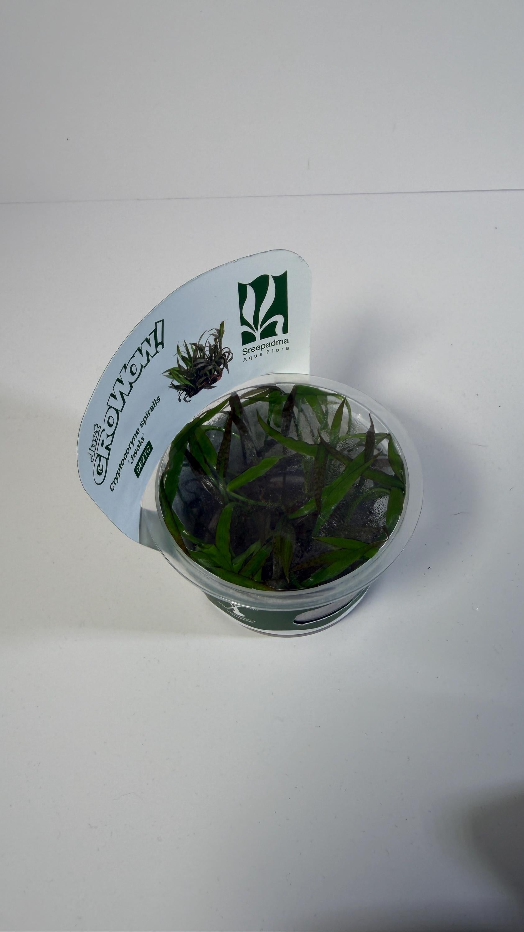 Cryptocoryne Jwala Tissue Culture | Red Spiral Crypt | Midground Background Low Light Plant | Easy Aquascape Plant