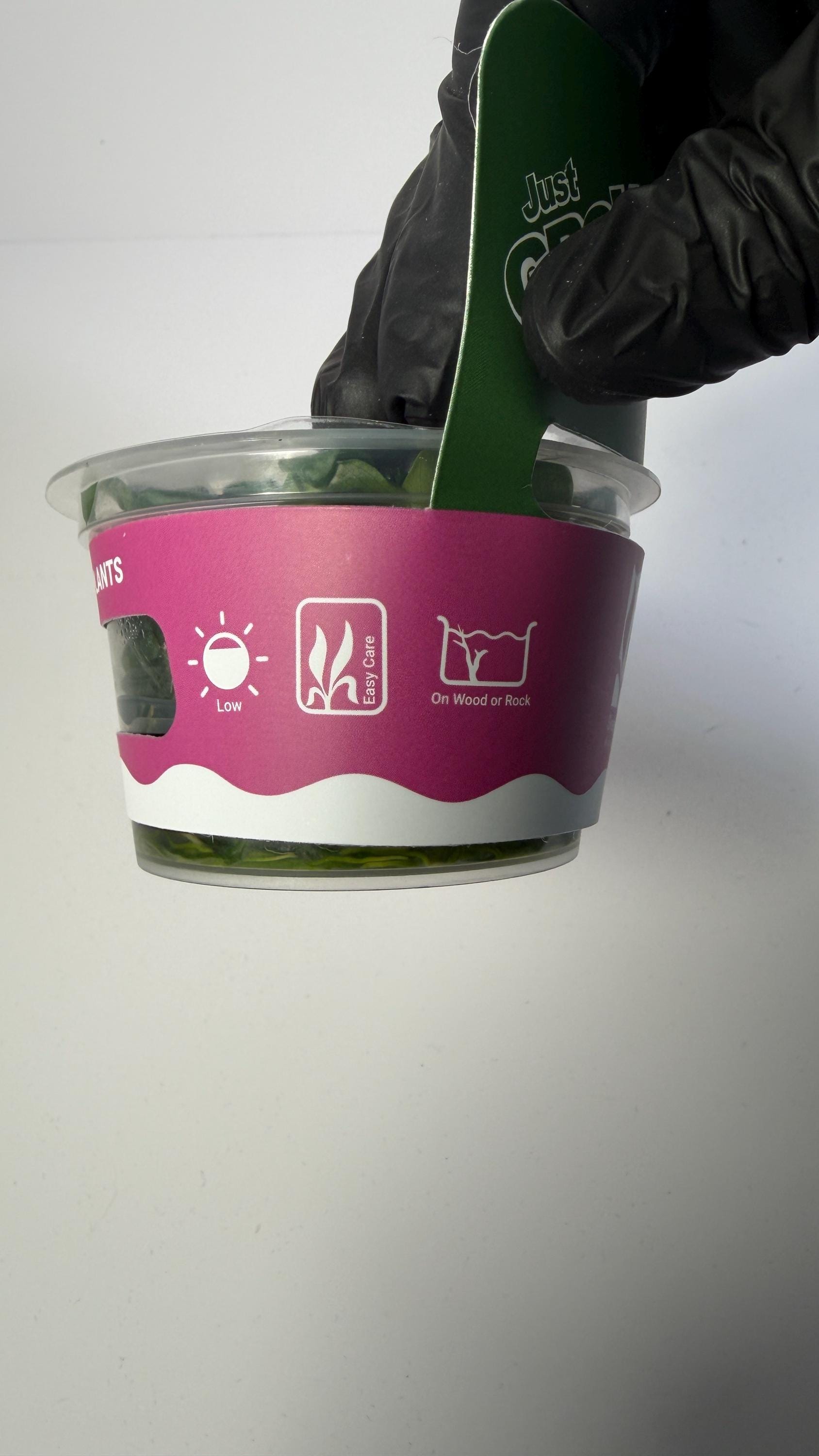 Anubias Nana Tissue Culture | Easy Low Light Aquarium Plant | Foreground Epiphyte for Driftwood Rock | Beginner Aquascape Plant