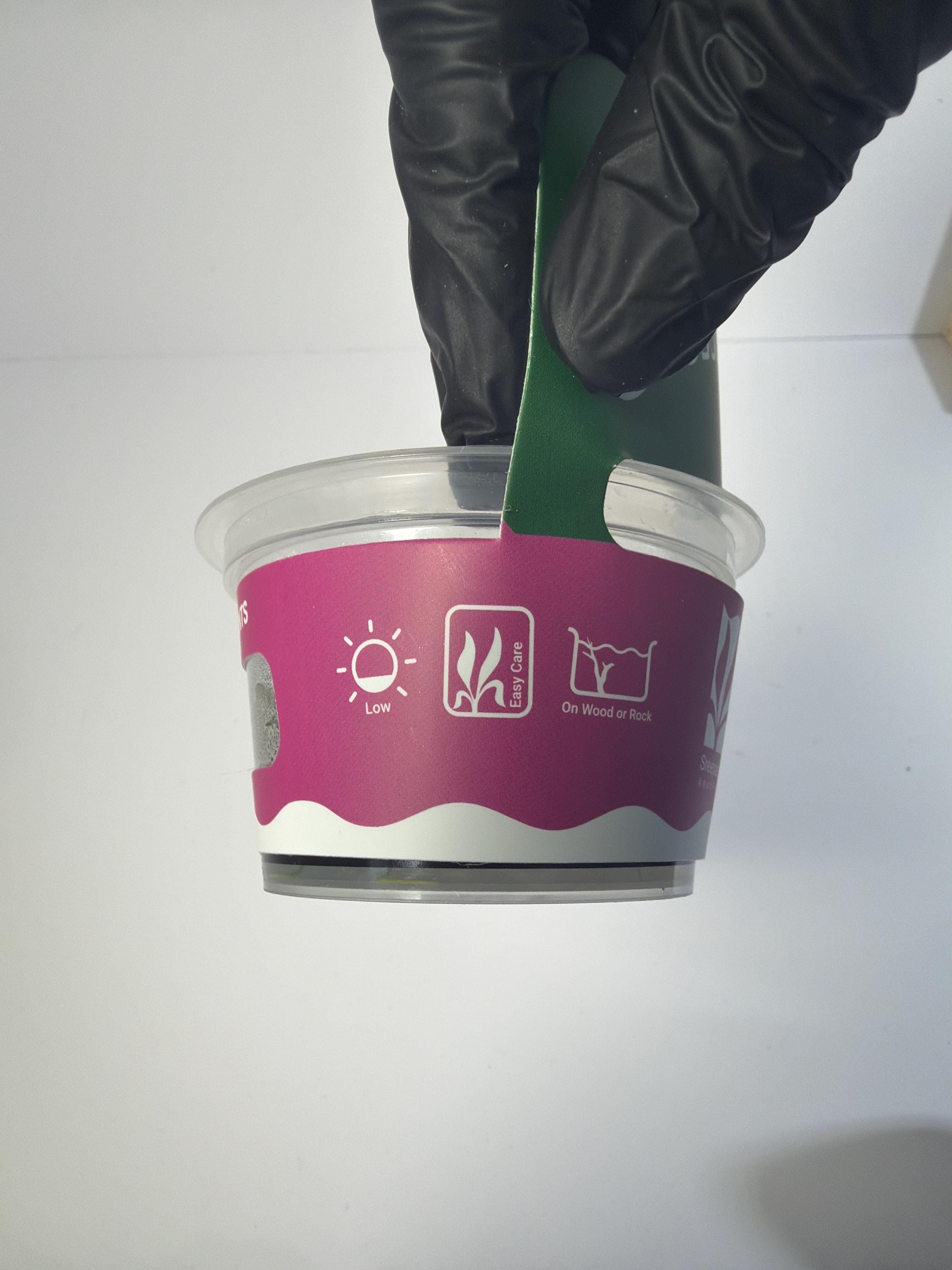 Bucephalandra Mini Round Tissue Culture | Rare Buce Aquarium Plant | Epiphyte for Driftwood Rock | Low Light Aquascape Plant