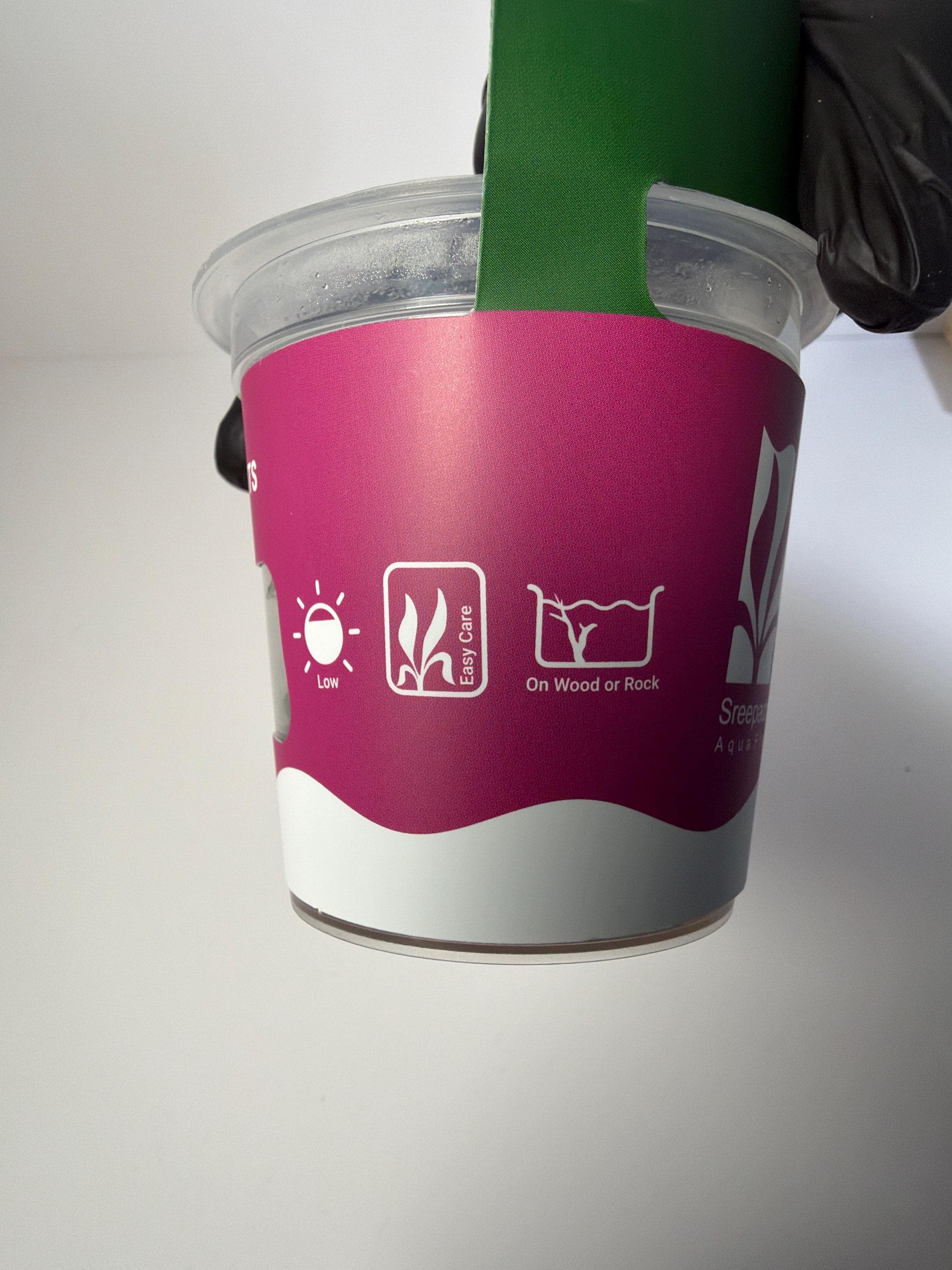 Anubias Butterfly Tissue Culture | Rare Aquarium Plant | Epiphyte for Driftwood Rock | Low Light Aquascape Plant Beginner Friendly