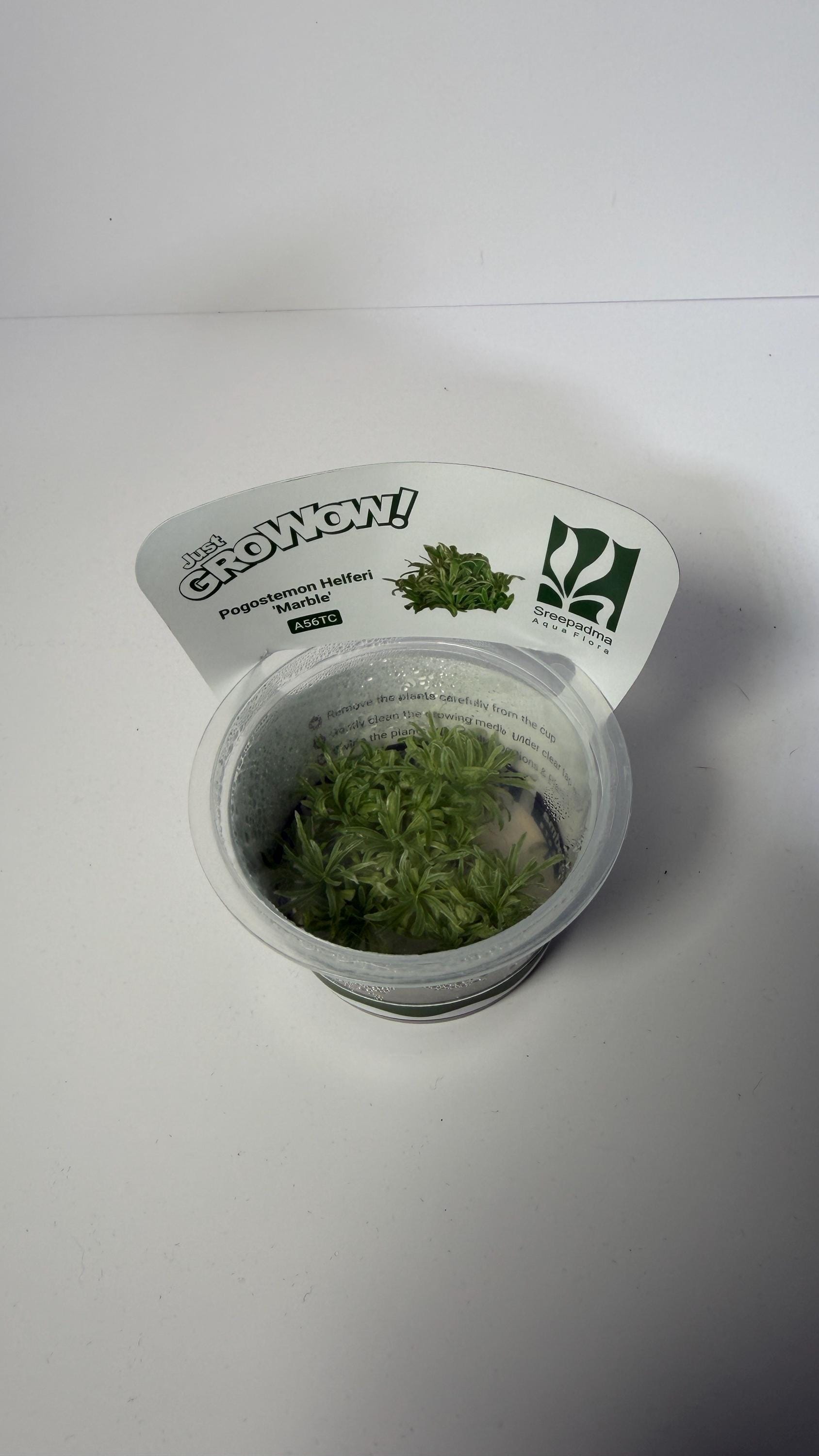 Pogostemon Helferi Marble Tissue Culture | Rare Wavy Foreground Aquarium Plant | Compact Carpet Aquascape Plant Unique Leaf Texture