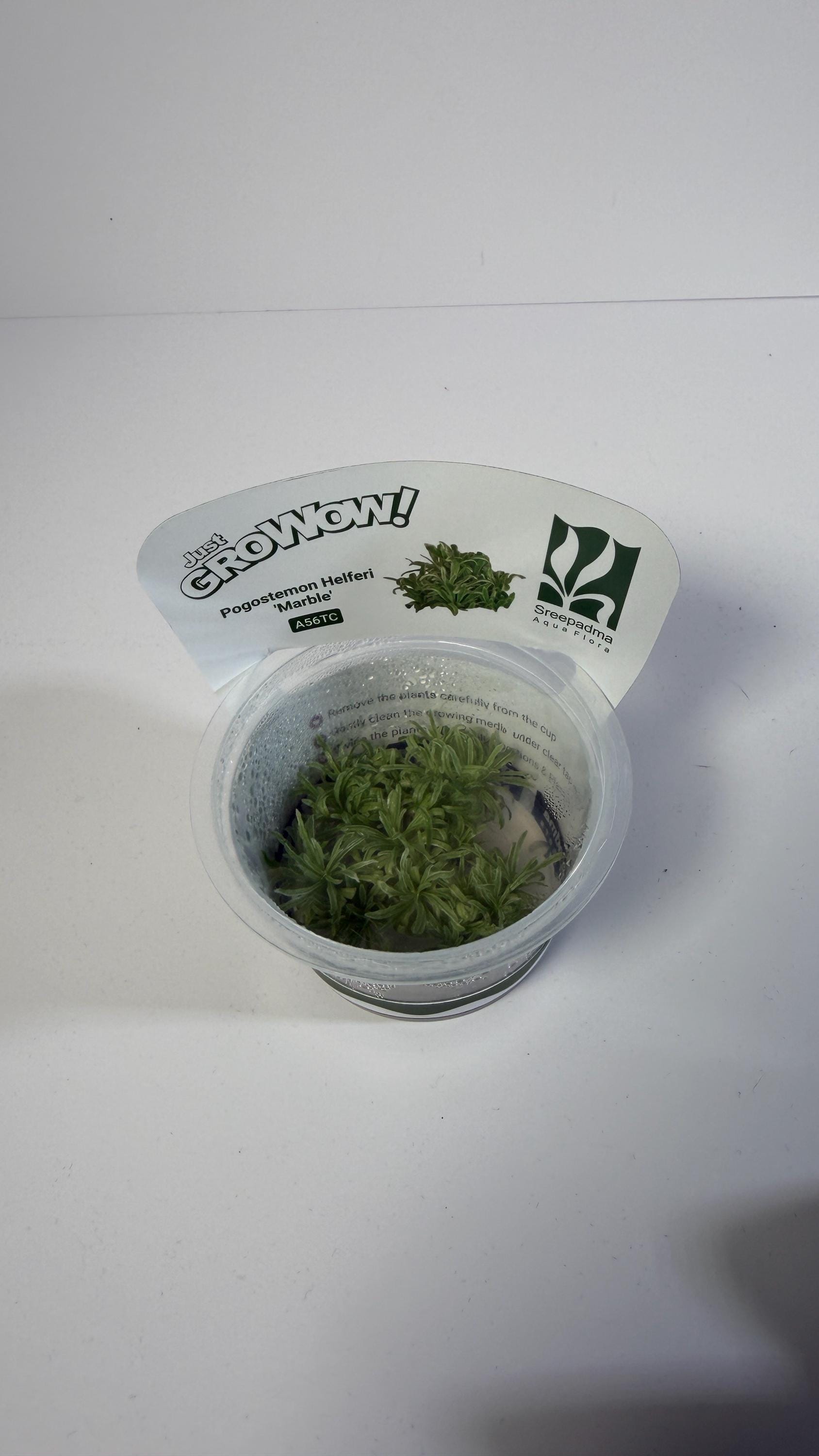 Pogostemon Helferi Marble Tissue Culture | Rare Wavy Foreground Aquarium Plant | Compact Carpet Aquascape Plant Unique Leaf Texture