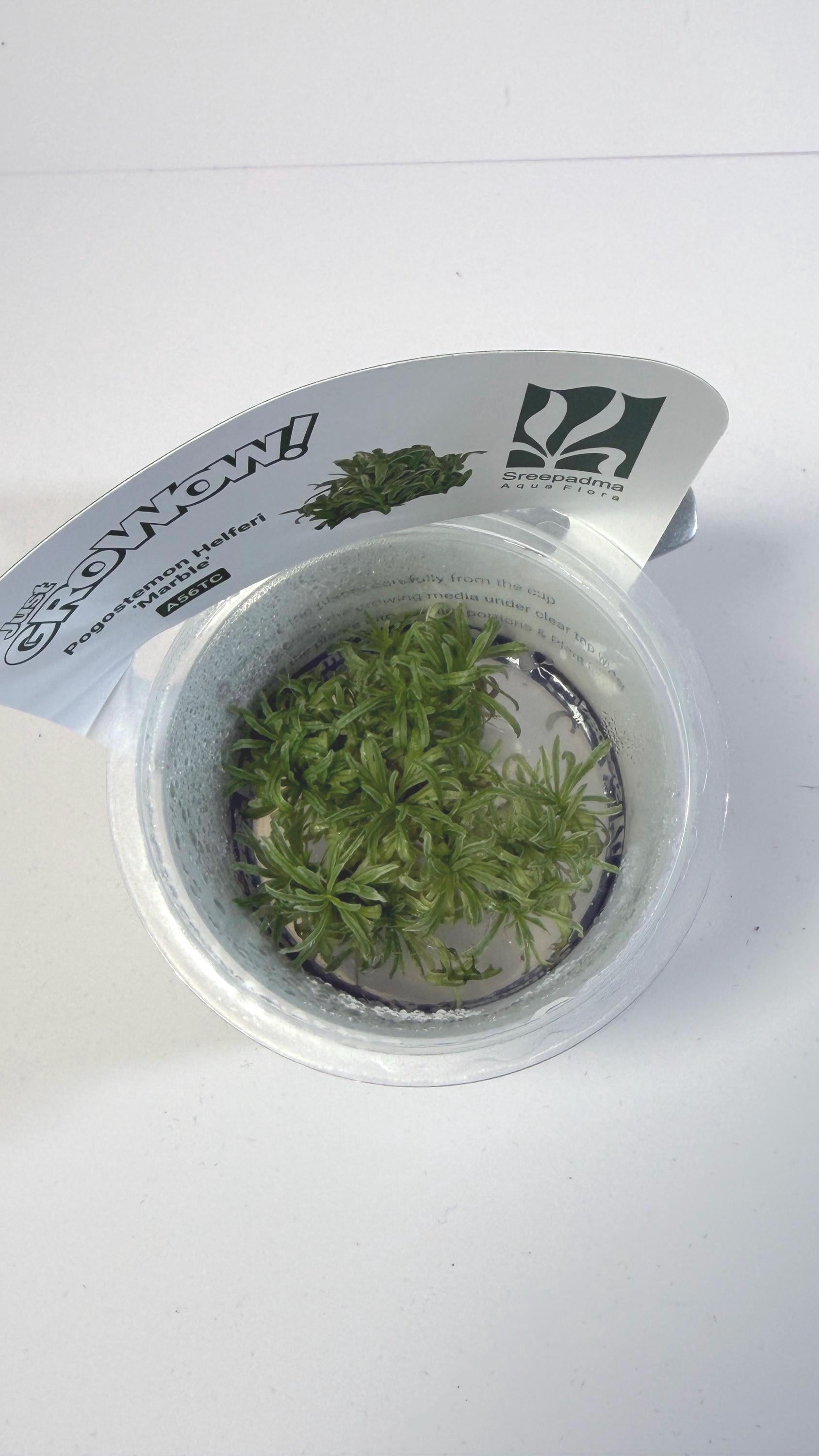 Pogostemon Helferi Marble Tissue Culture | Rare Wavy Foreground Aquarium Plant | Compact Carpet Aquascape Plant Unique Leaf Texture