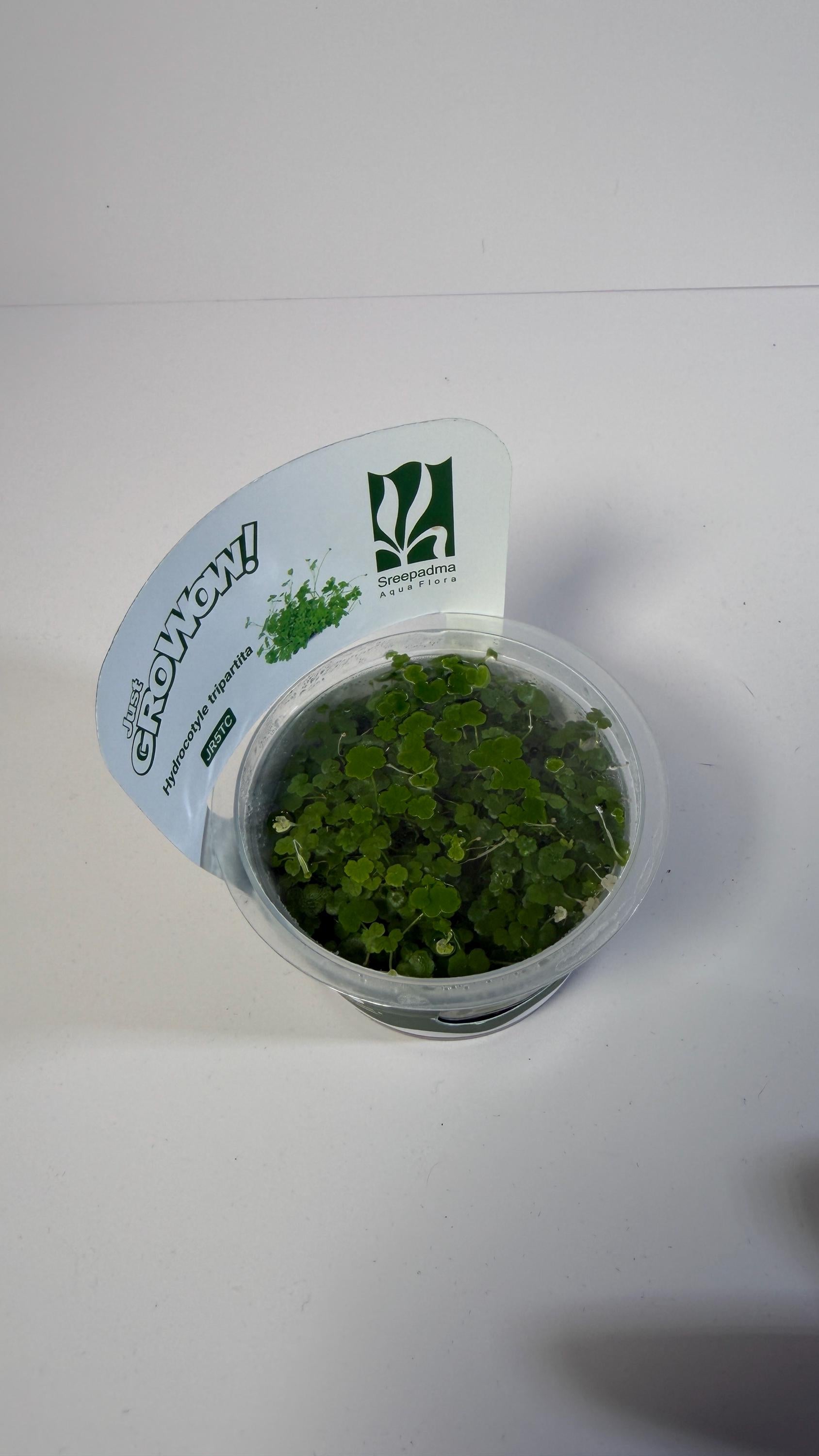 Hydrocotyle Tripartita Tissue Culture | Fast Growing Carpet Aquarium Plant | Foreground Creeping Plant Low Light Aquascape Plant