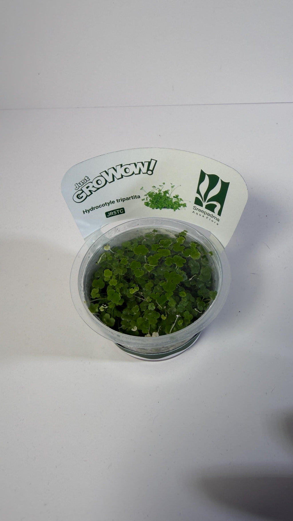 Hydrocotyle Tripartita Tissue Culture | Fast Growing Carpet Aquarium Plant | Foreground Creeping Plant Low Light Aquascape Plant