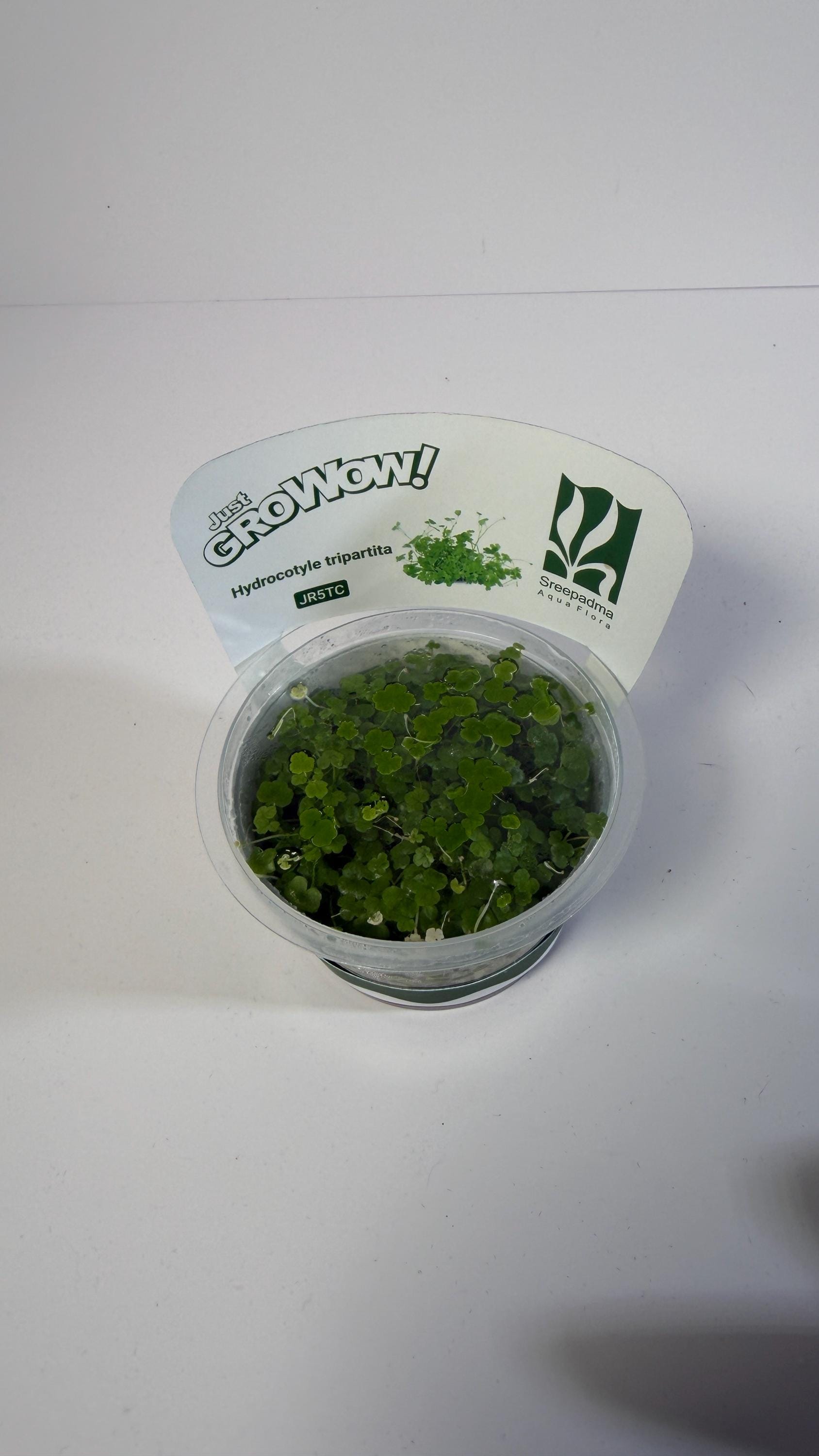Hydrocotyle Tripartita Tissue Culture | Fast Growing Carpet Aquarium Plant | Foreground Creeping Plant Low Light Aquascape Plant