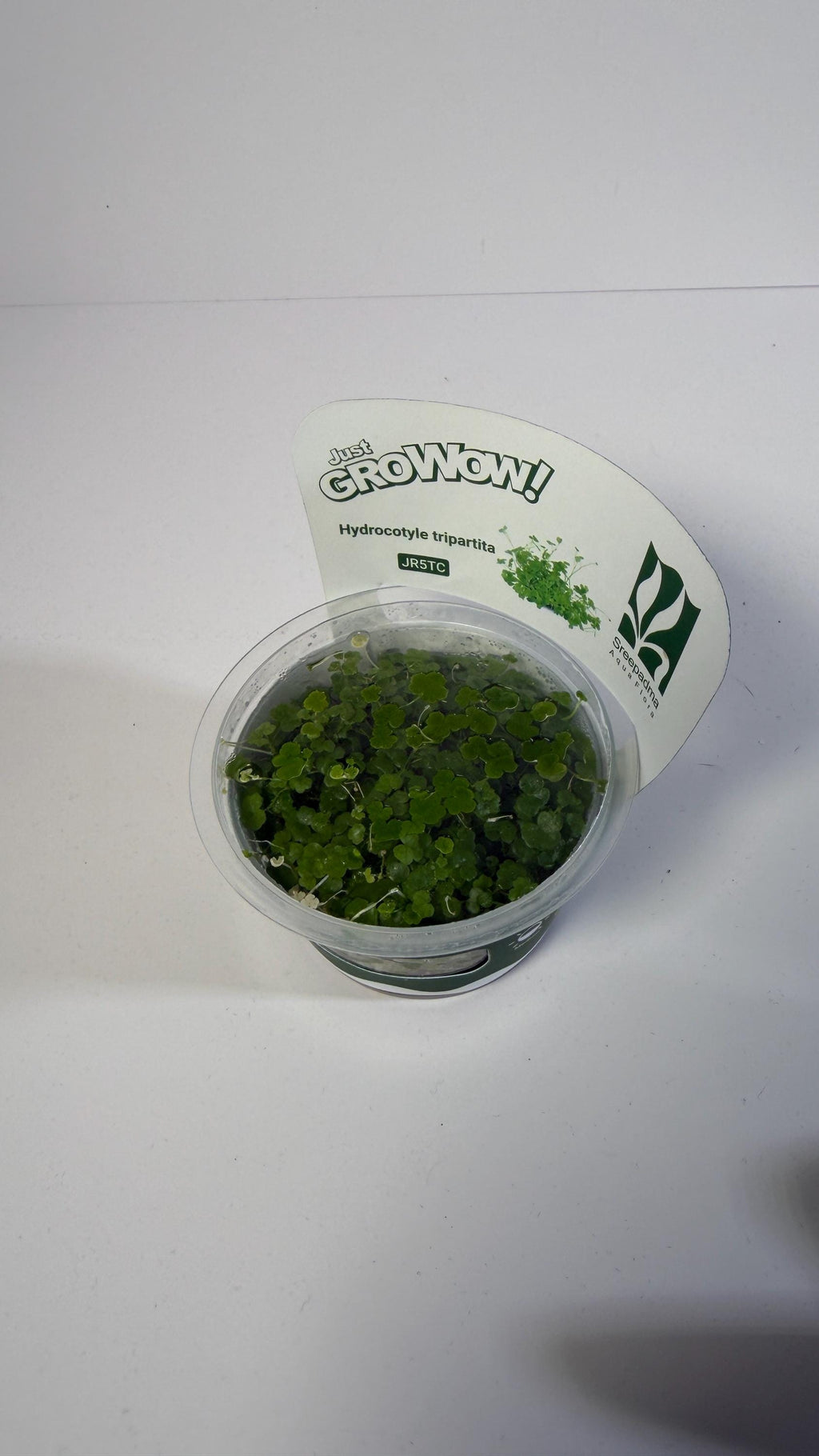 Hydrocotyle Tripartita Tissue Culture | Fast Growing Carpet Aquarium Plant | Foreground Creeping Plant Low Light Aquascape Plant