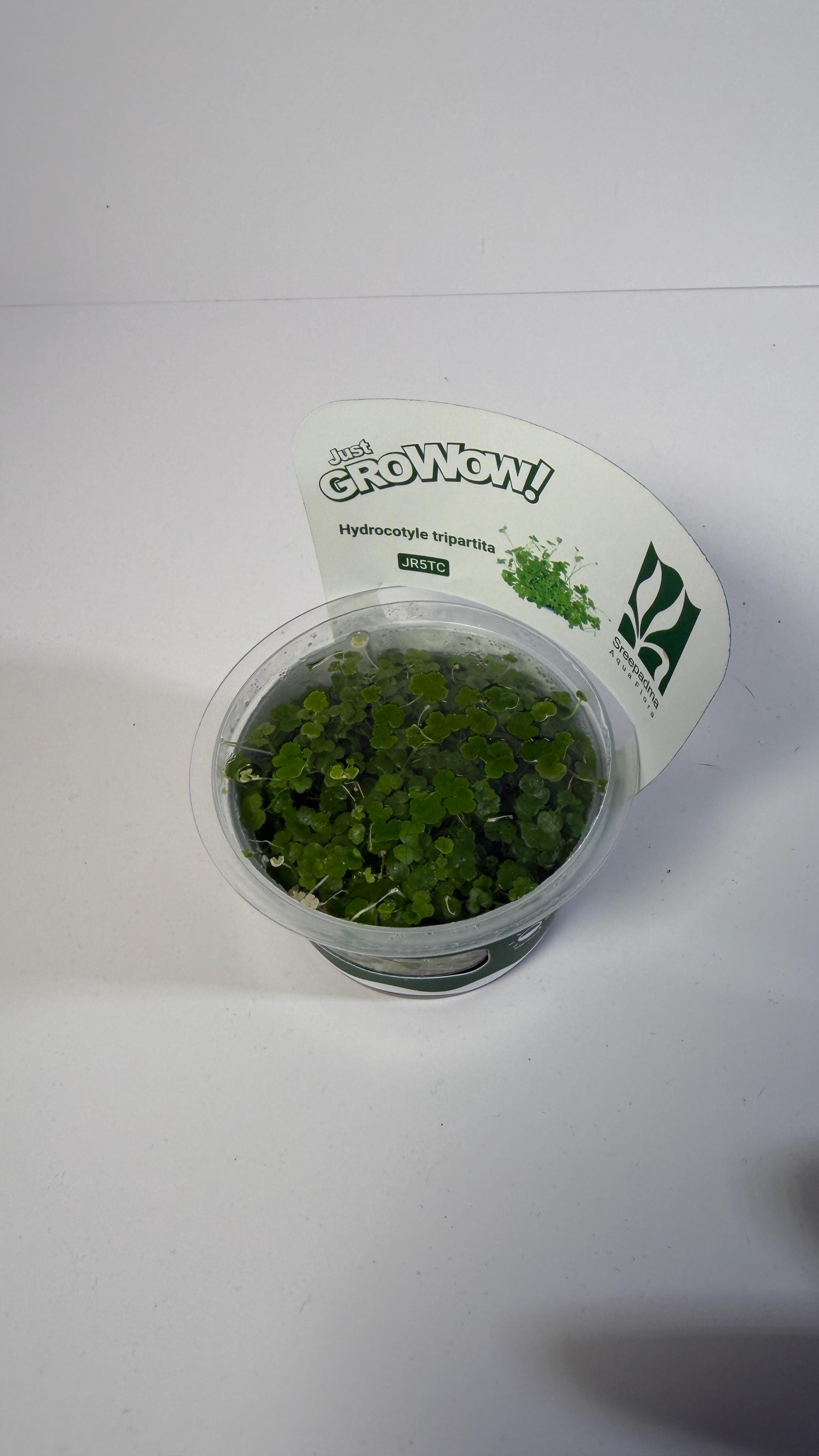 Hydrocotyle Tripartita Tissue Culture | Fast Growing Carpet Aquarium Plant | Foreground Creeping Plant Low Light Aquascape Plant