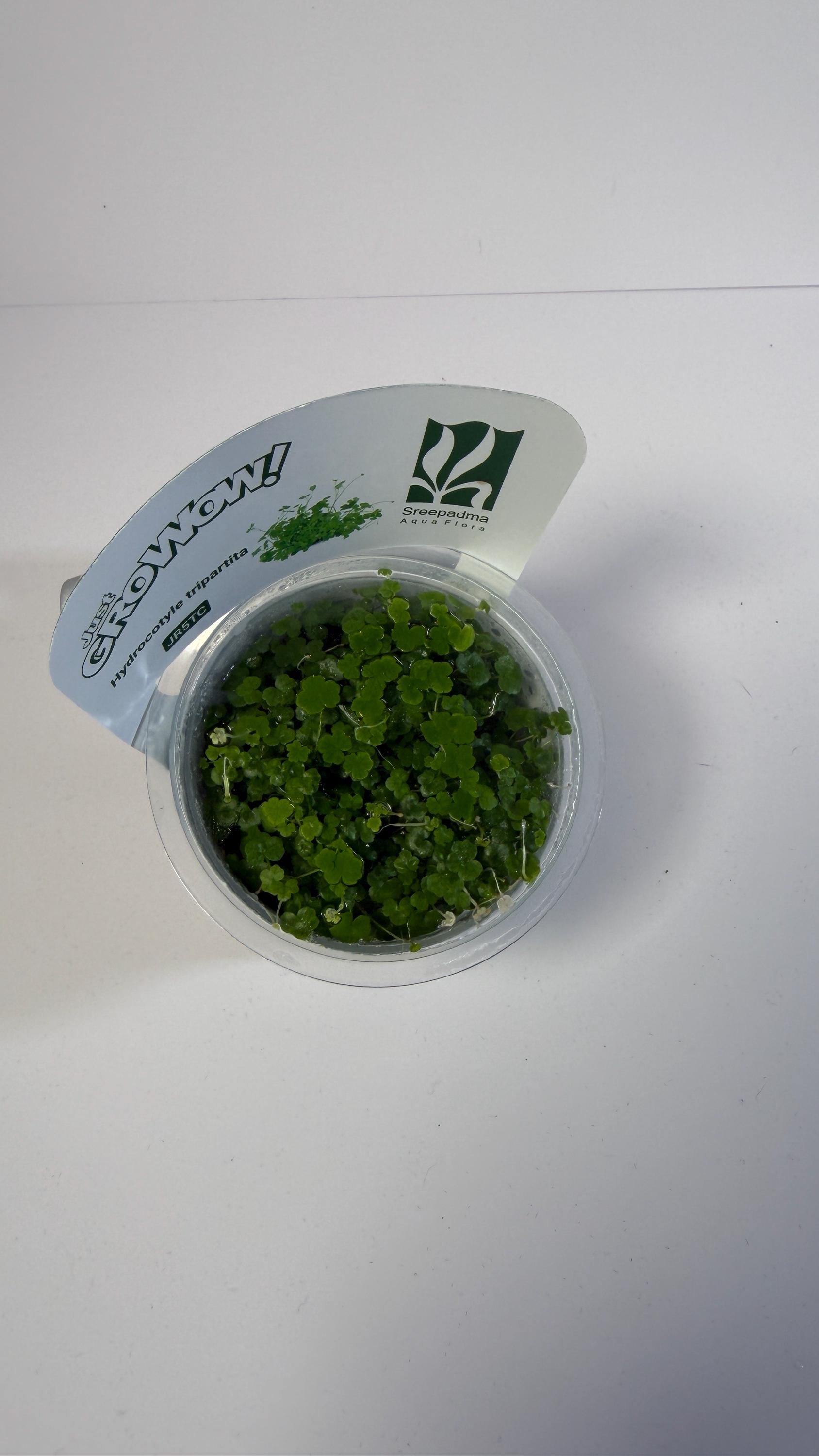 Hydrocotyle Tripartita Tissue Culture | Fast Growing Carpet Aquarium Plant | Foreground Creeping Plant Low Light Aquascape Plant